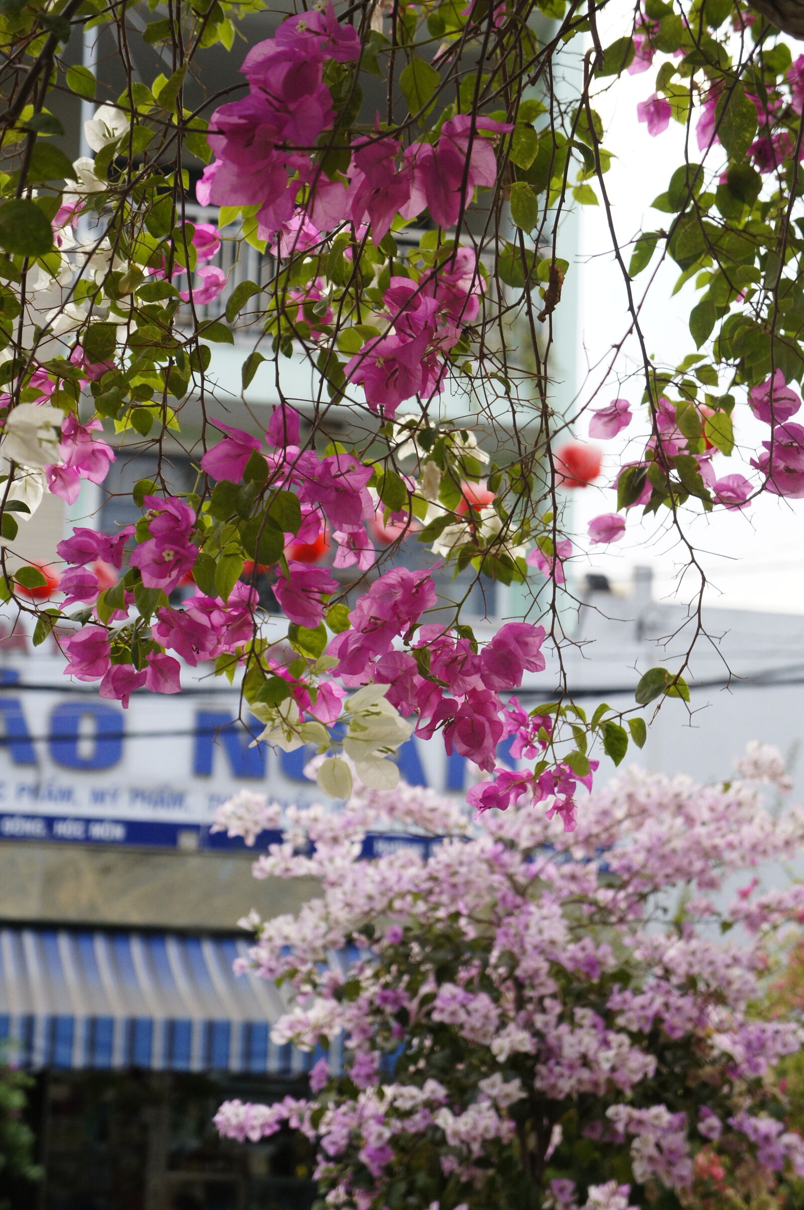 Sony Alpha NEX-C3 sample photo. Flowers photography