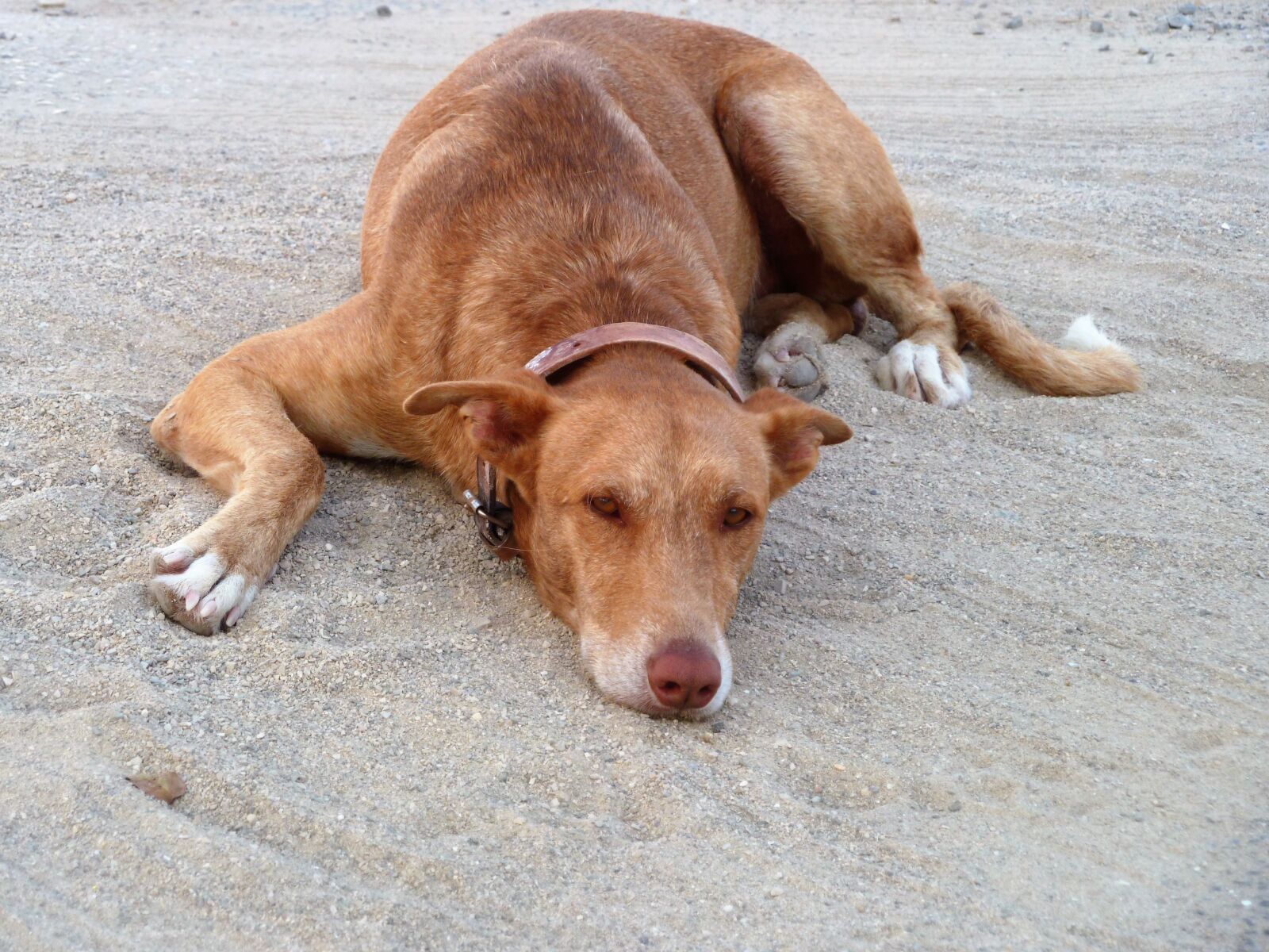 Panasonic Lumix DMC-ZS5 (Lumix DMC-TZ8) sample photo. Animal, dog, beach photography