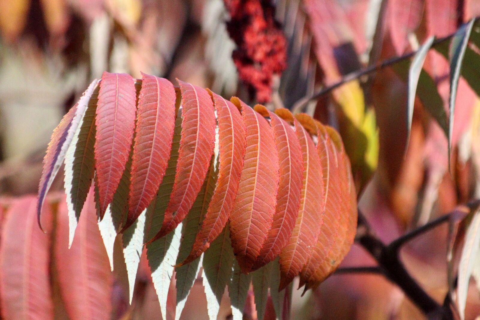 Canon EOS 650D (EOS Rebel T4i / EOS Kiss X6i) sample photo. Red leaves, nature, autumn photography