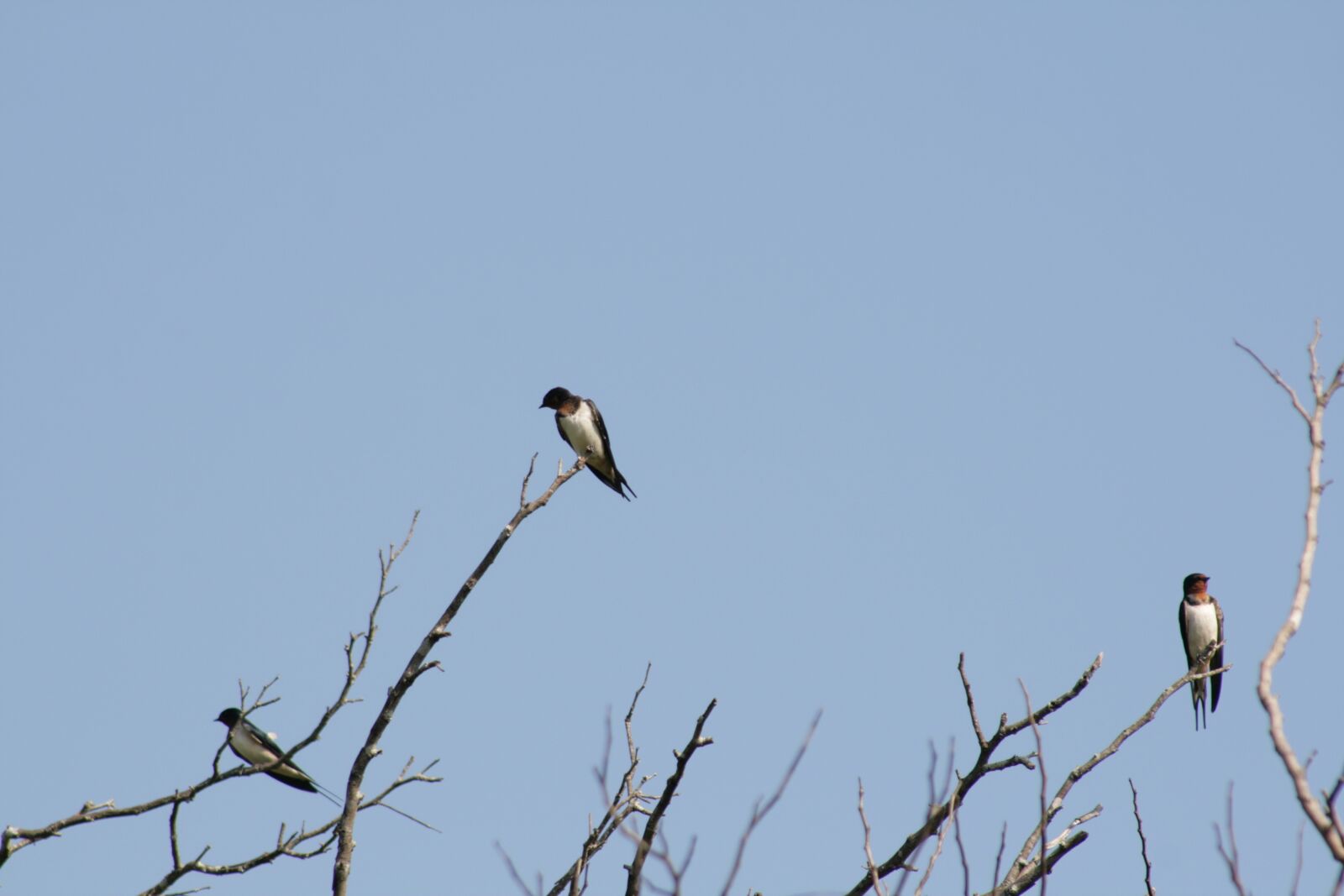 Canon EOS 400D (EOS Digital Rebel XTi / EOS Kiss Digital X) sample photo. Birds, nature, sky photography