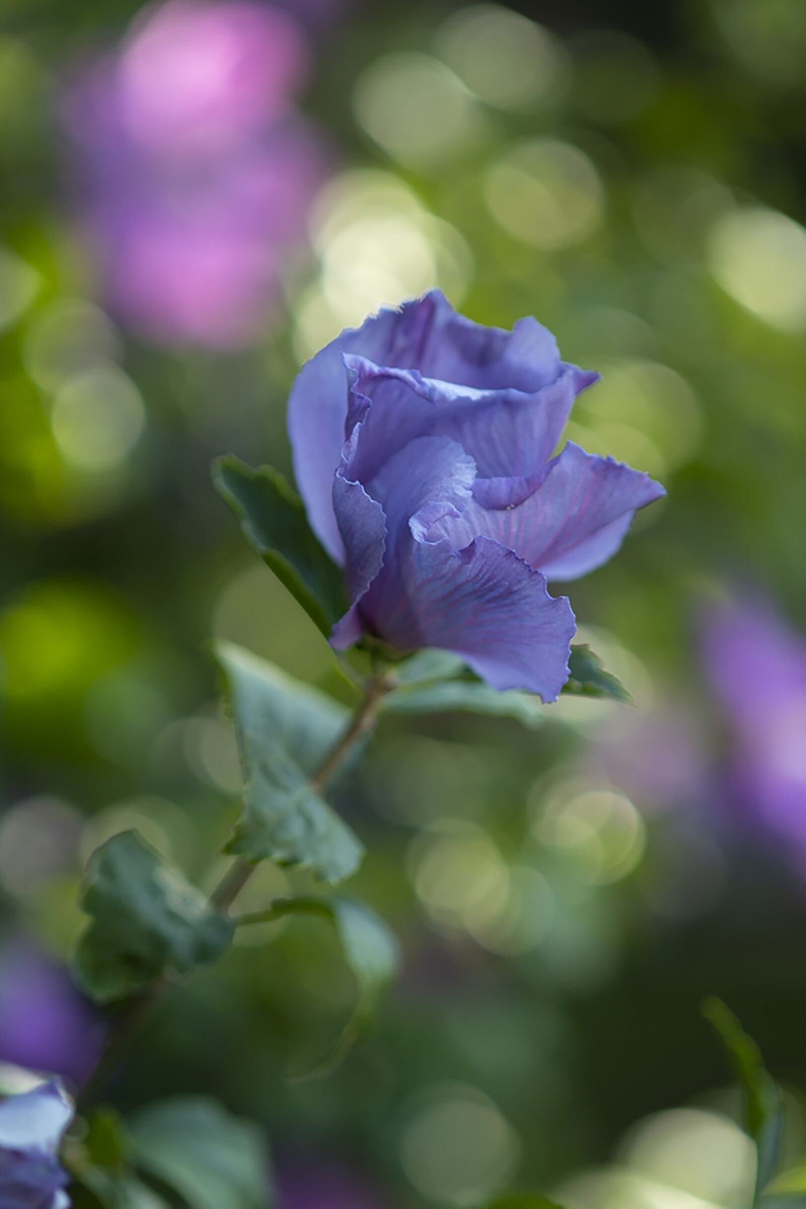 Nikon D7500 sample photo. Flower, purple flower, plant photography