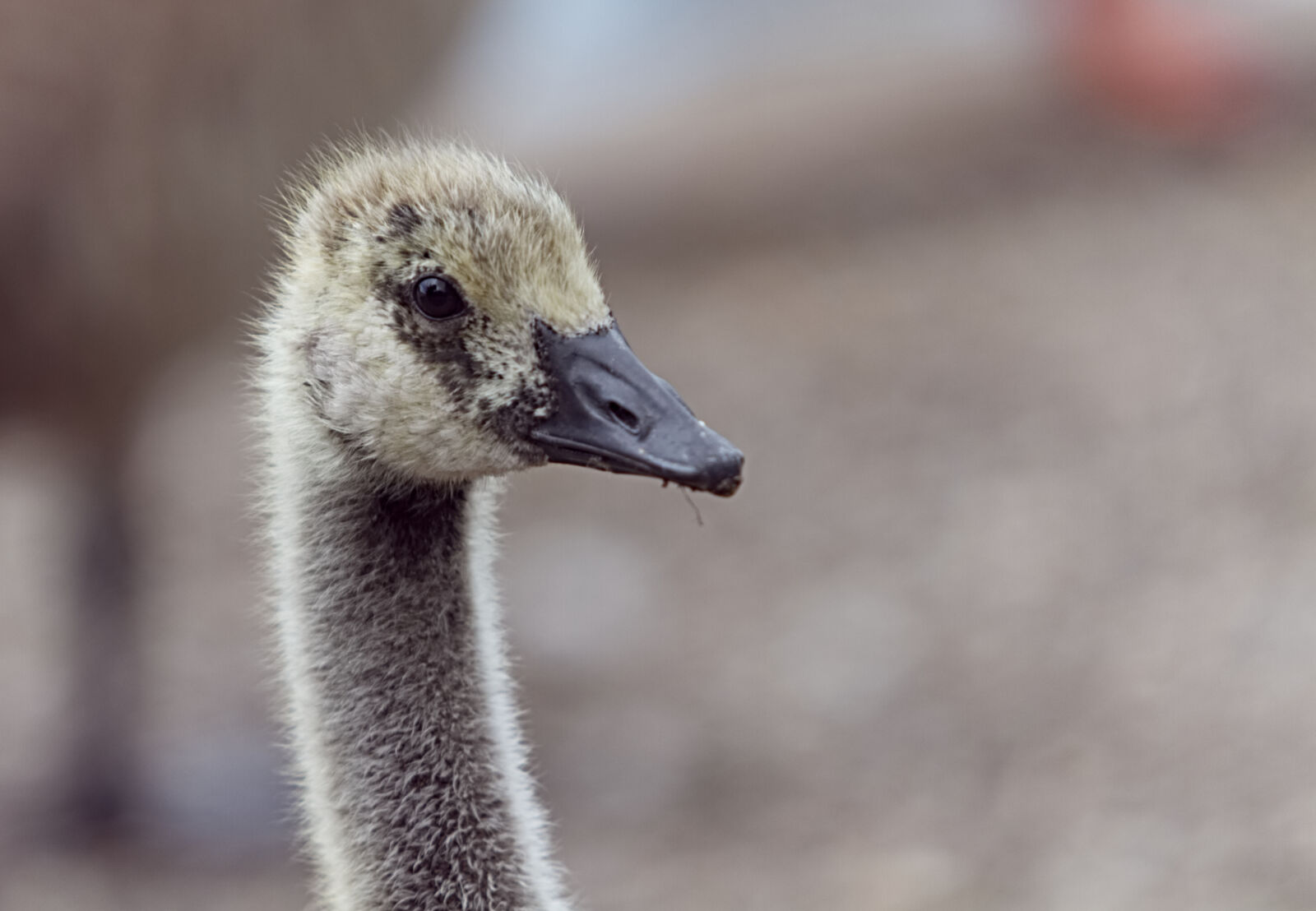 Canon EOS 7D sample photo. Beak, bird, button, eyes photography