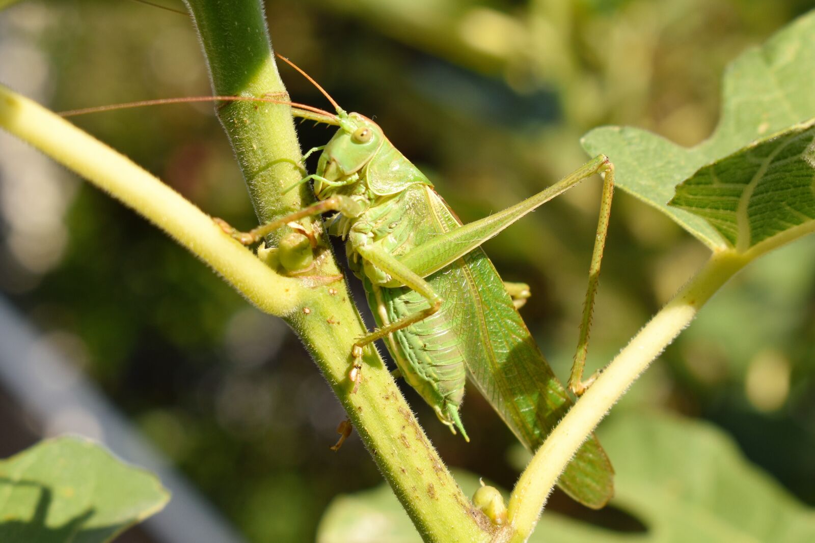 Nikon D5500 sample photo. Grasshopper, animal, insect photography
