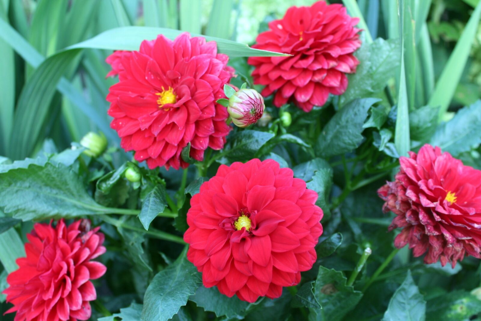 Canon EOS 1200D (EOS Rebel T5 / EOS Kiss X70 / EOS Hi) sample photo. Dahlias, garden, flowers photography