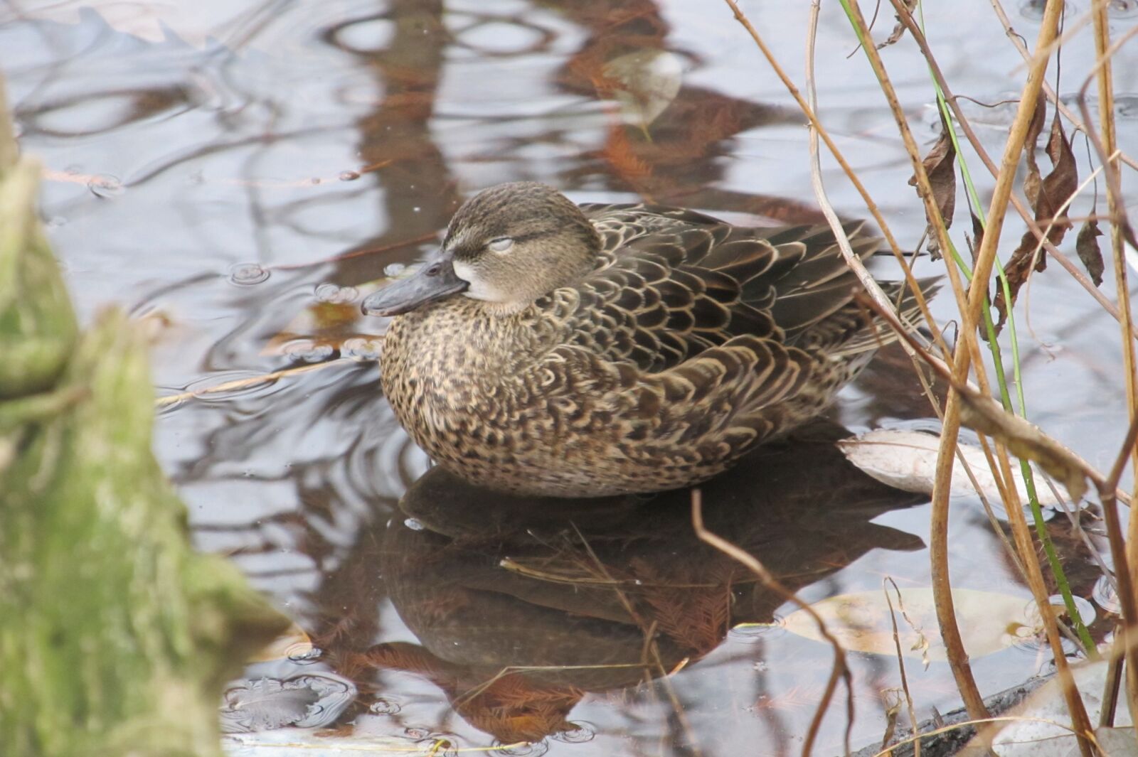 Canon PowerShot SX130 IS sample photo. Duck, bird, nap photography