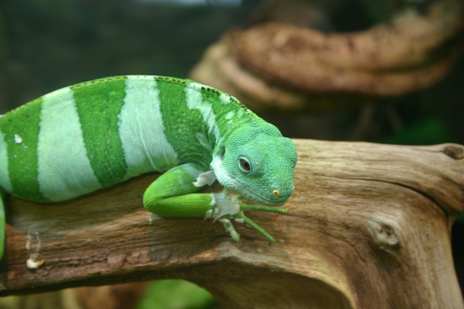 Canon EOS 300D (EOS Digital Rebel / EOS Kiss Digital) sample photo. Gecko, lizard, reptile photography