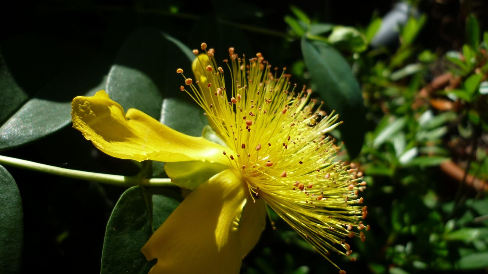 Panasonic Lumix DMC-FS6 sample photo. Yellow flower, bizarre, german photography