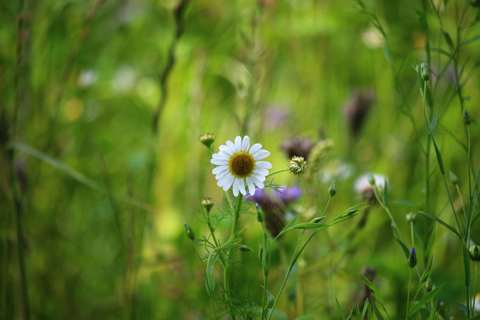 Canon EOS 70D + Canon EF-S 55-250mm F4-5.6 IS STM sample photo. Daisy, flower, field photography