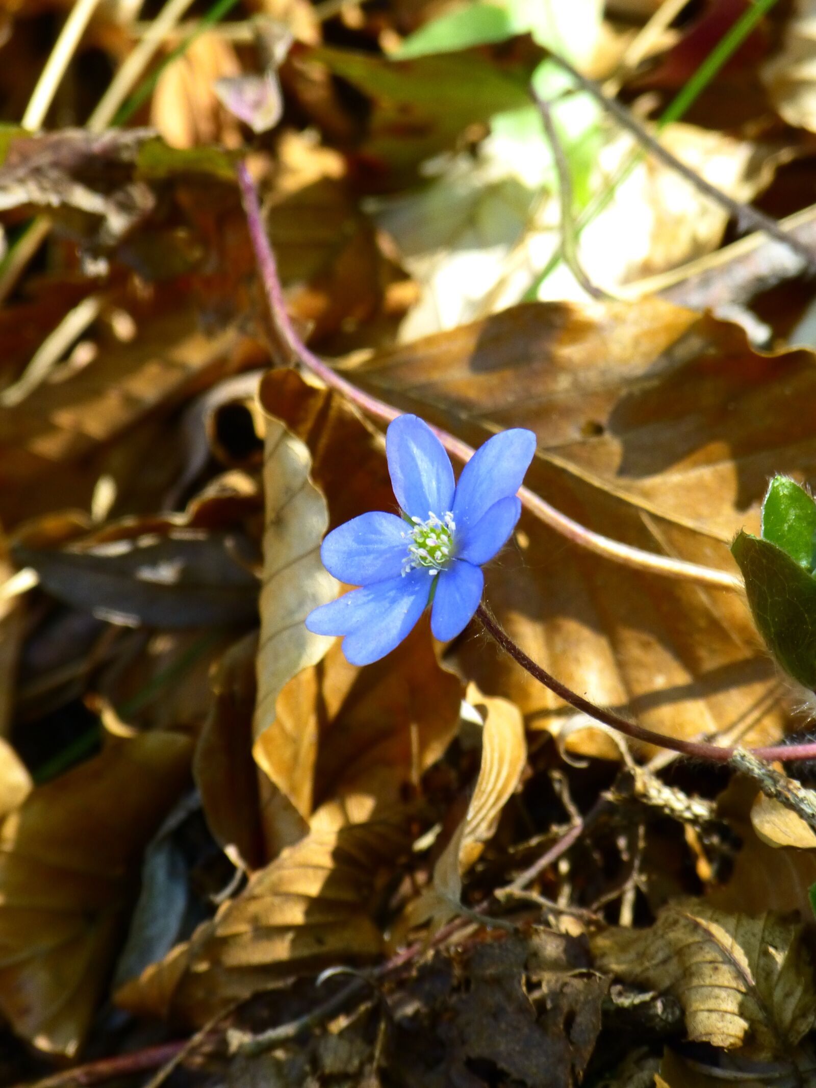 Panasonic Lumix DMC-FZ150 sample photo. Hepatica, flower, blossom photography