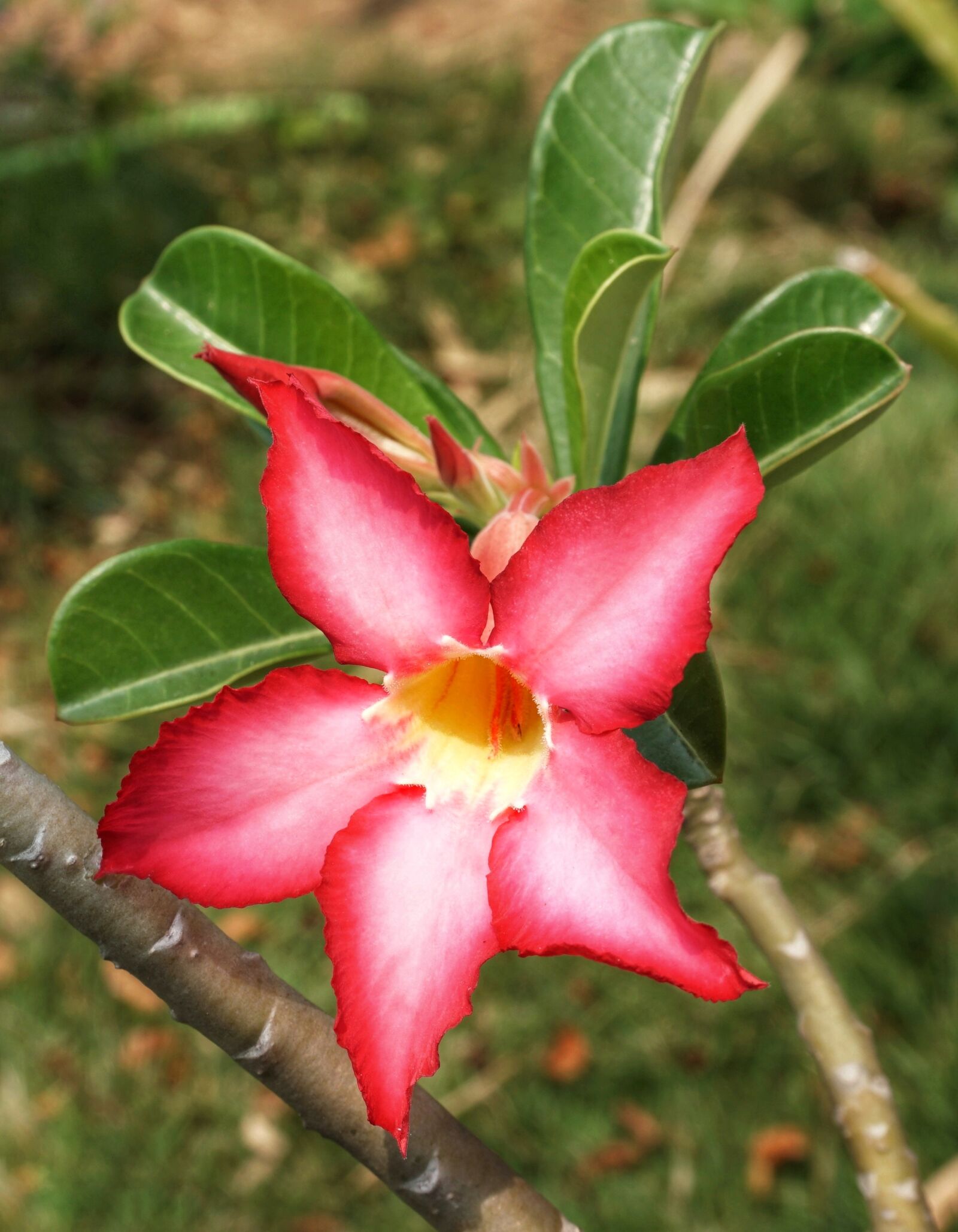 Sony a6300 sample photo. Desert rose adenium obesum photography