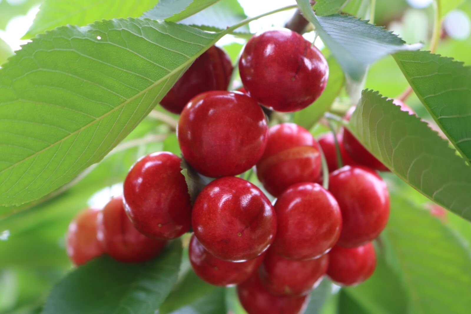 Canon EOS 750D (EOS Rebel T6i / EOS Kiss X8i) sample photo. Cherry, green photography