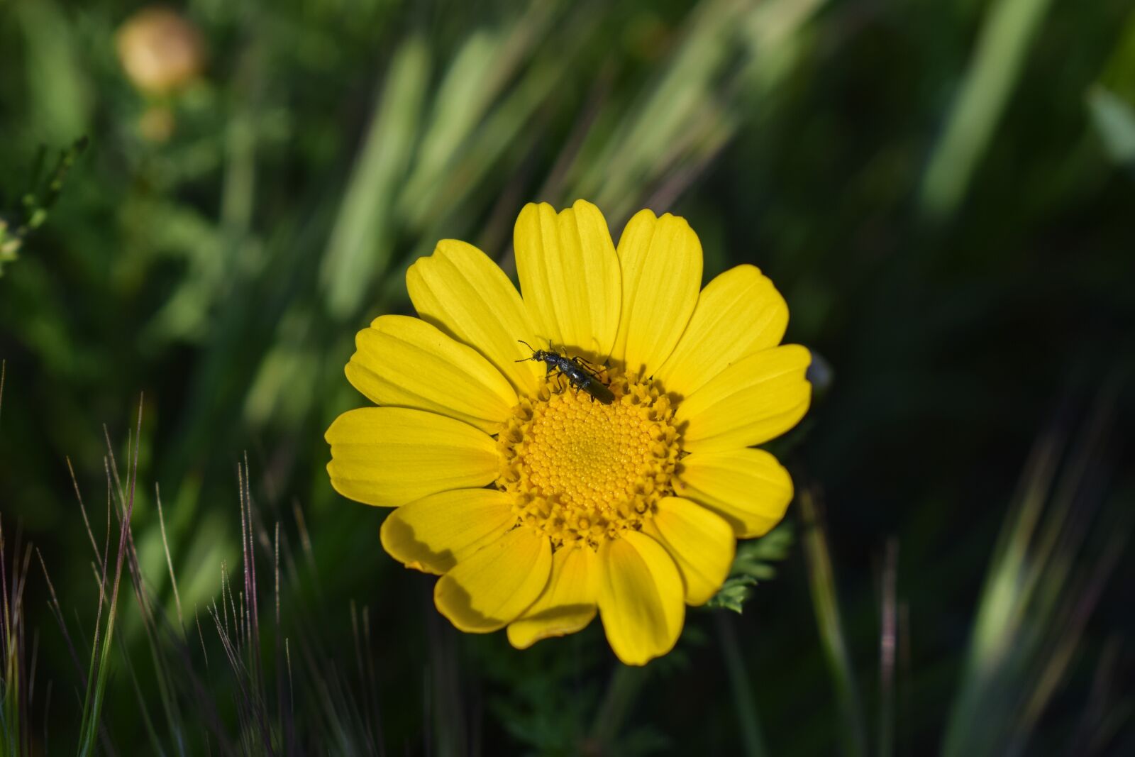 Nikon D3300 sample photo. Daisy, insect, nature photography