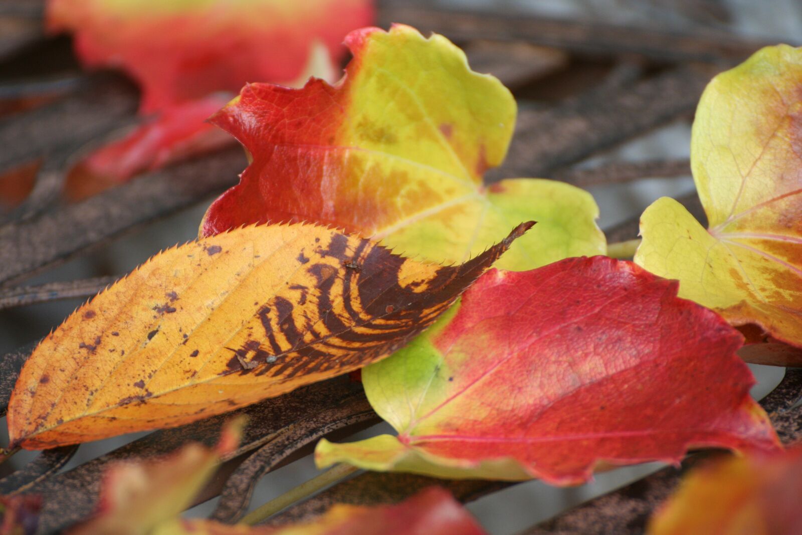 Canon EOS 350D (EOS Digital Rebel XT / EOS Kiss Digital N) sample photo. Shoe, reprint, leaves photography
