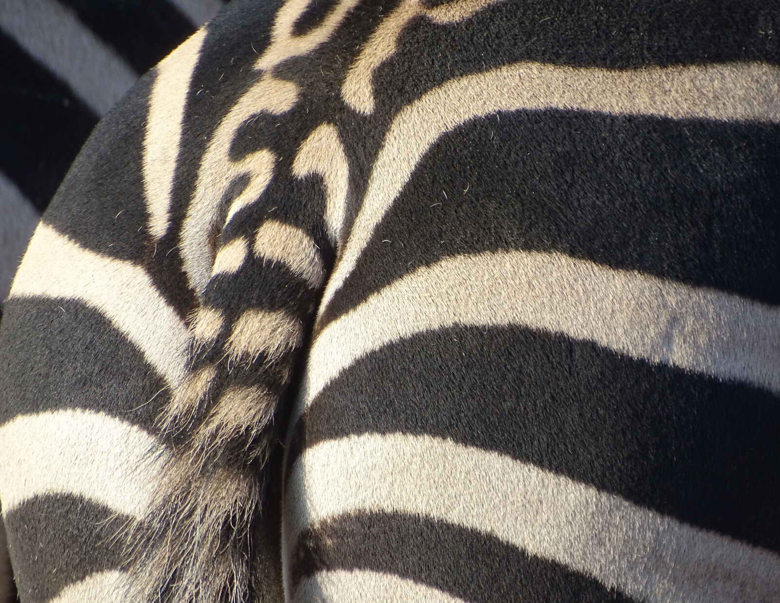 Sony Cyber-shot DSC-HX400V sample photo. Animal, striped, zebra, zoo photography