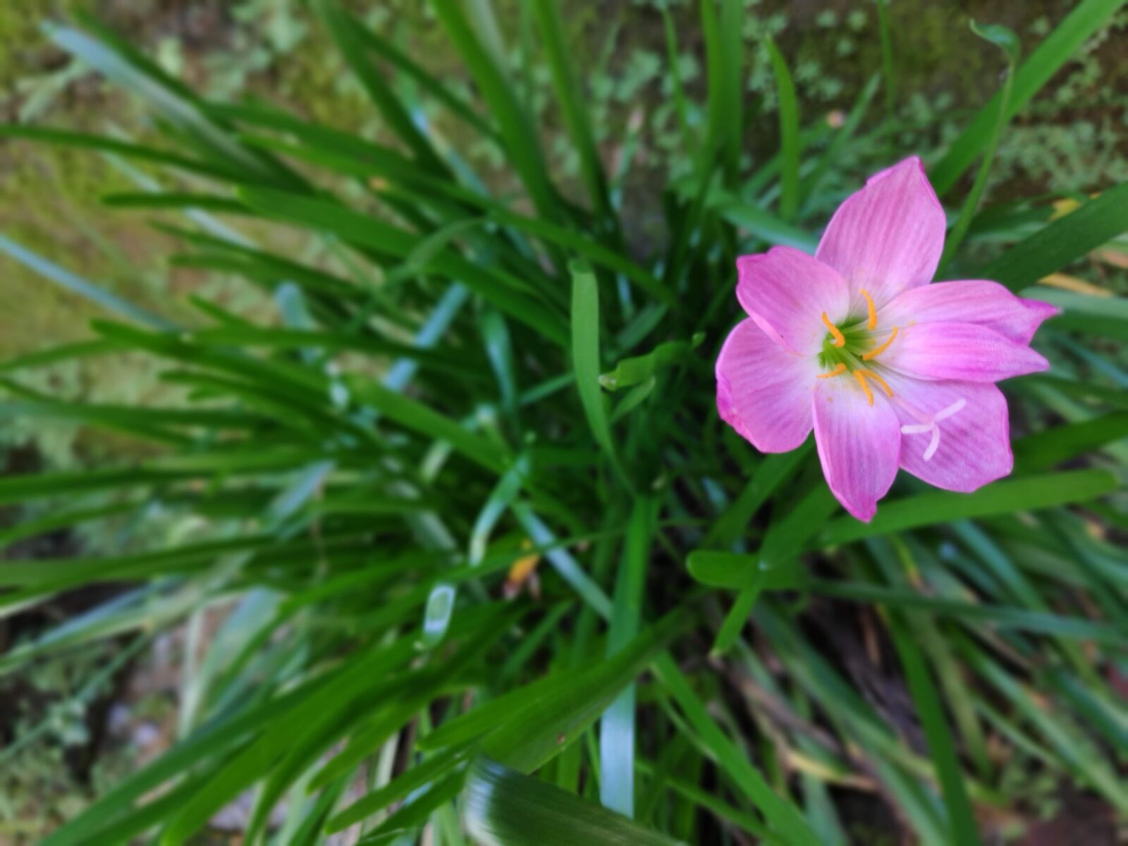 Xiaomi POCO F1 sample photo. Flower, nature, green photography