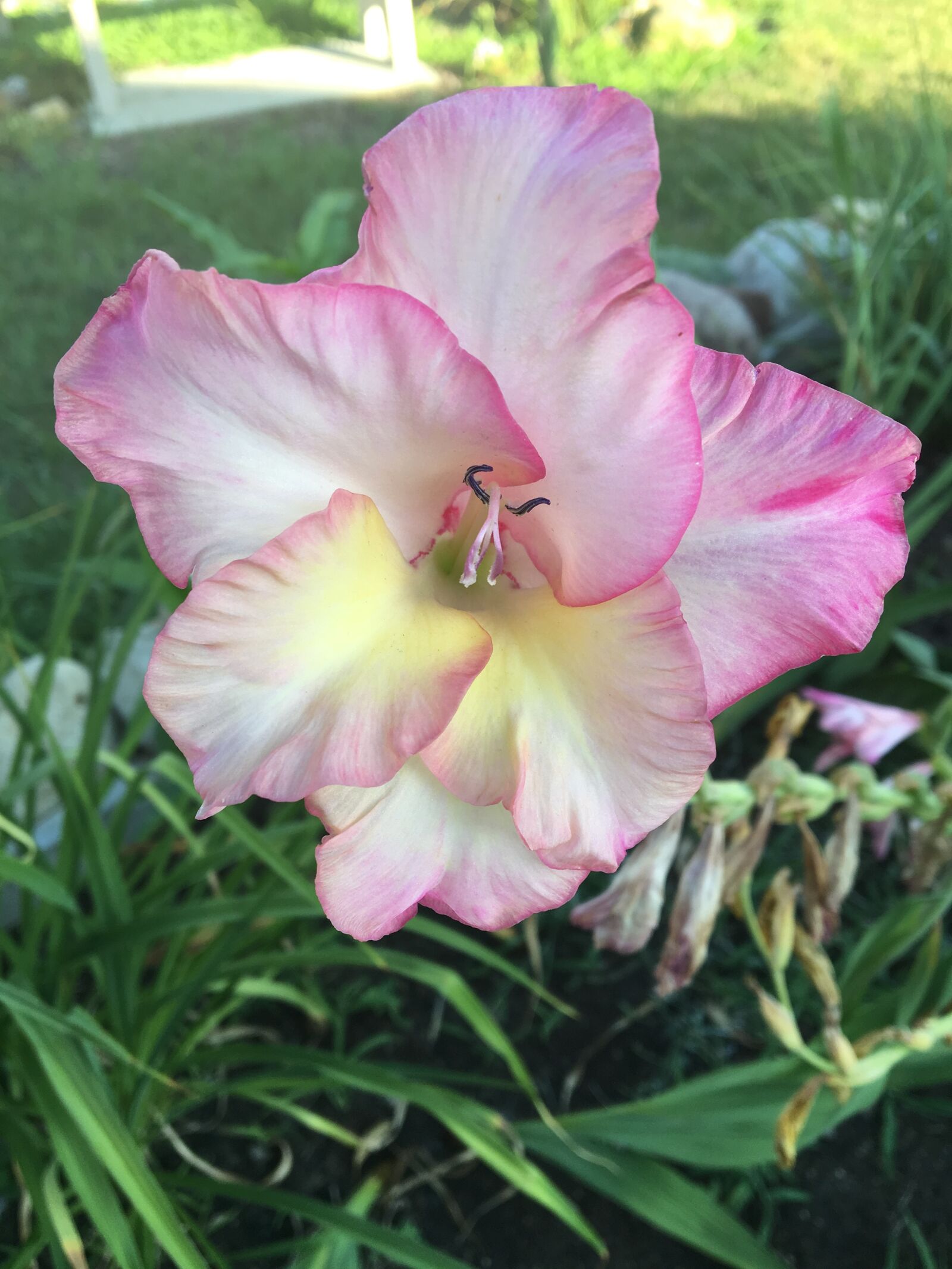 Apple iPhone 6s sample photo. Nature, flower, flora photography