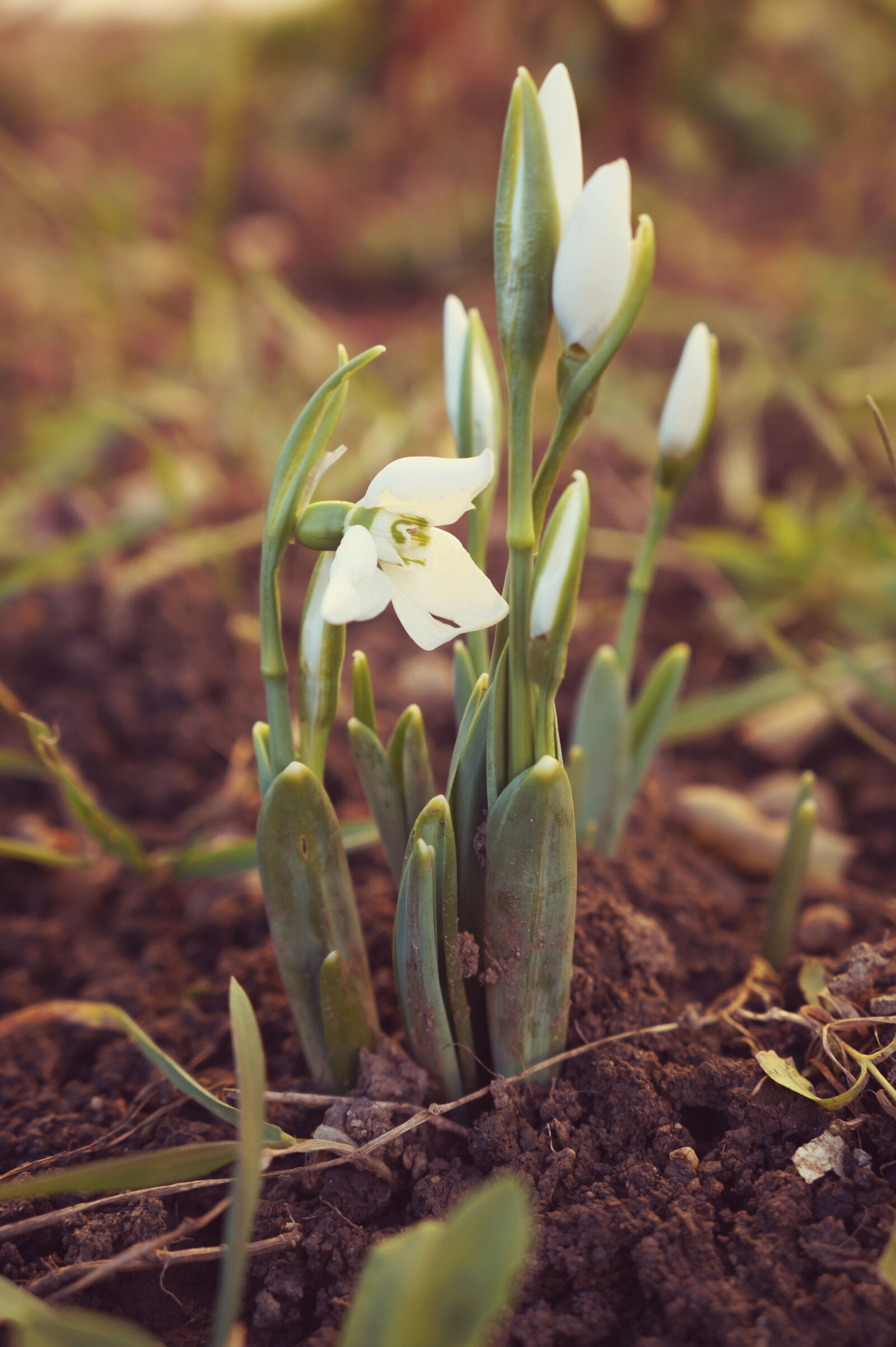 Sony Alpha a3000 + Sony E 18-55mm F3.5-5.6 OSS sample photo. Flower, ground, plant, snowdrop photography