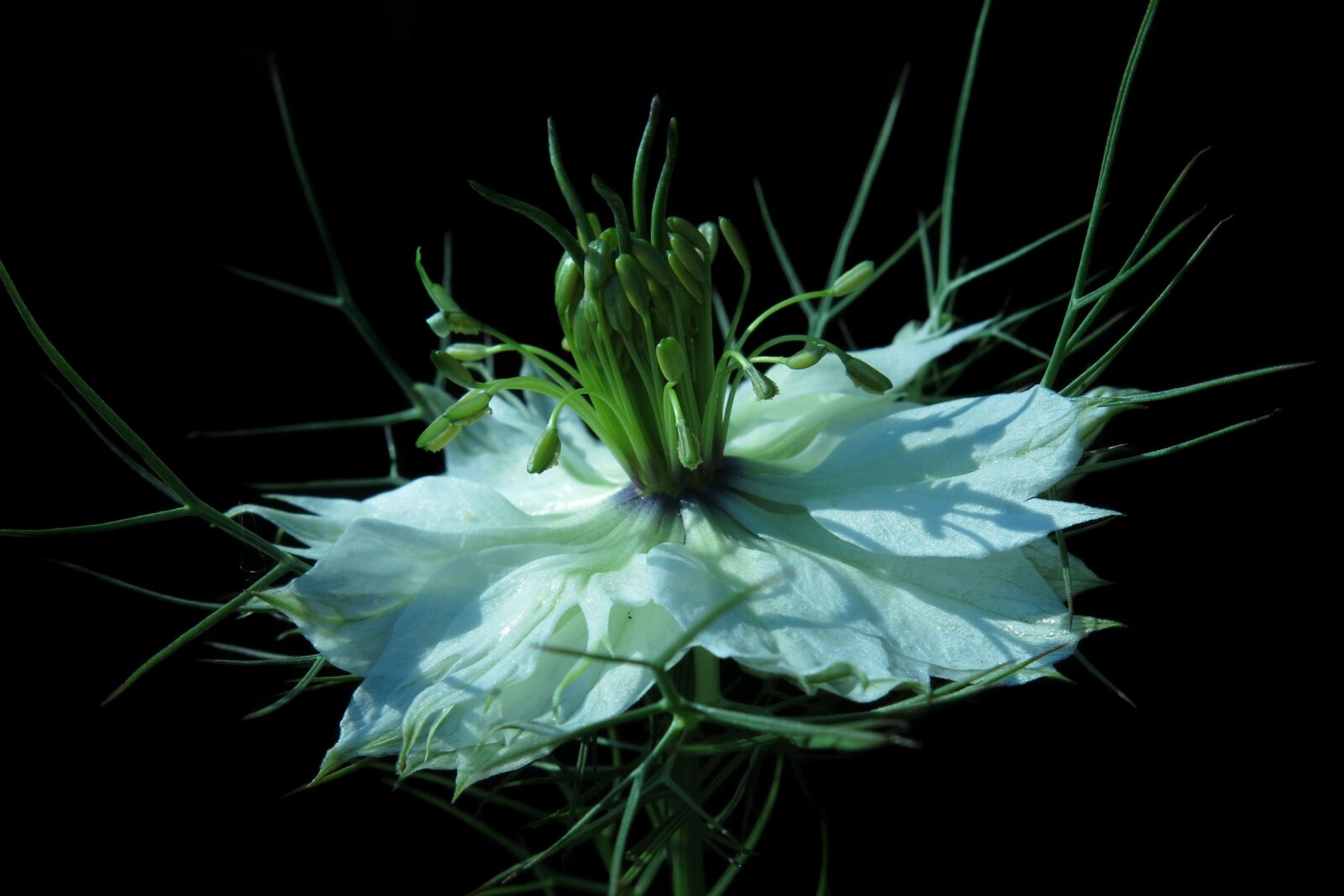 Canon PowerShot G15 sample photo. Black cumin, virgin in photography