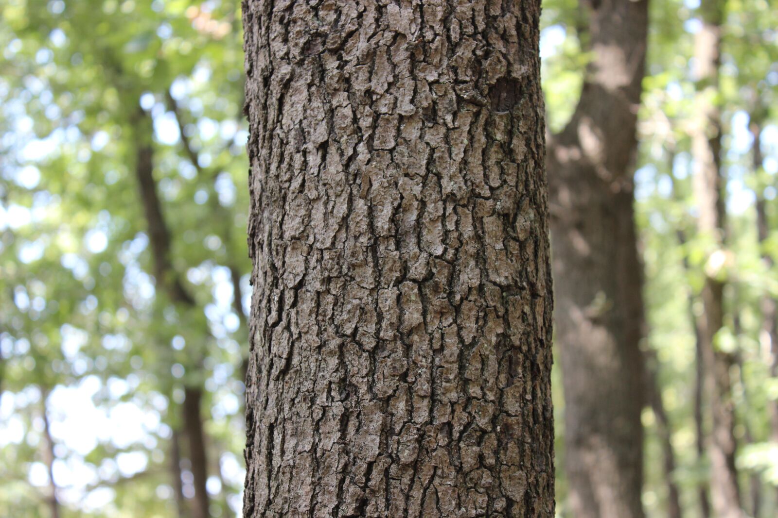 Canon EOS 600D (Rebel EOS T3i / EOS Kiss X5) sample photo. Tree, greens, forest photography