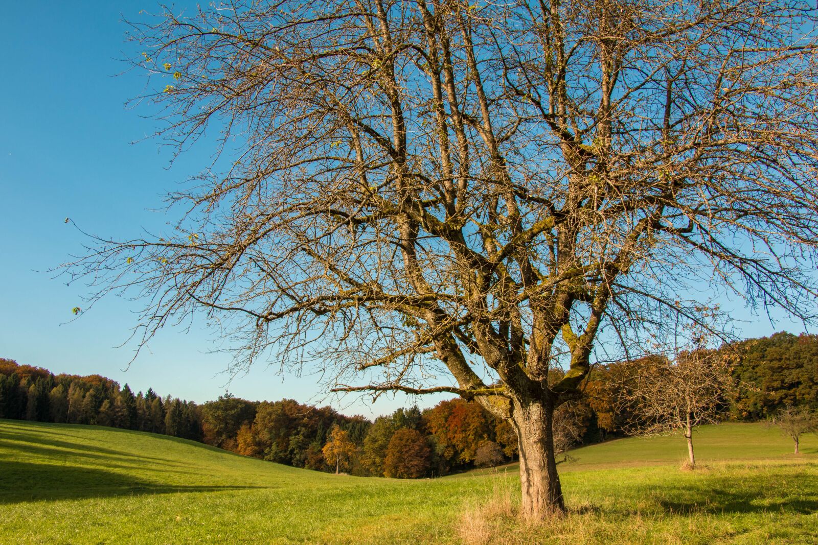 Canon EOS 70D sample photo. Meadow, fruit tree, autumn photography