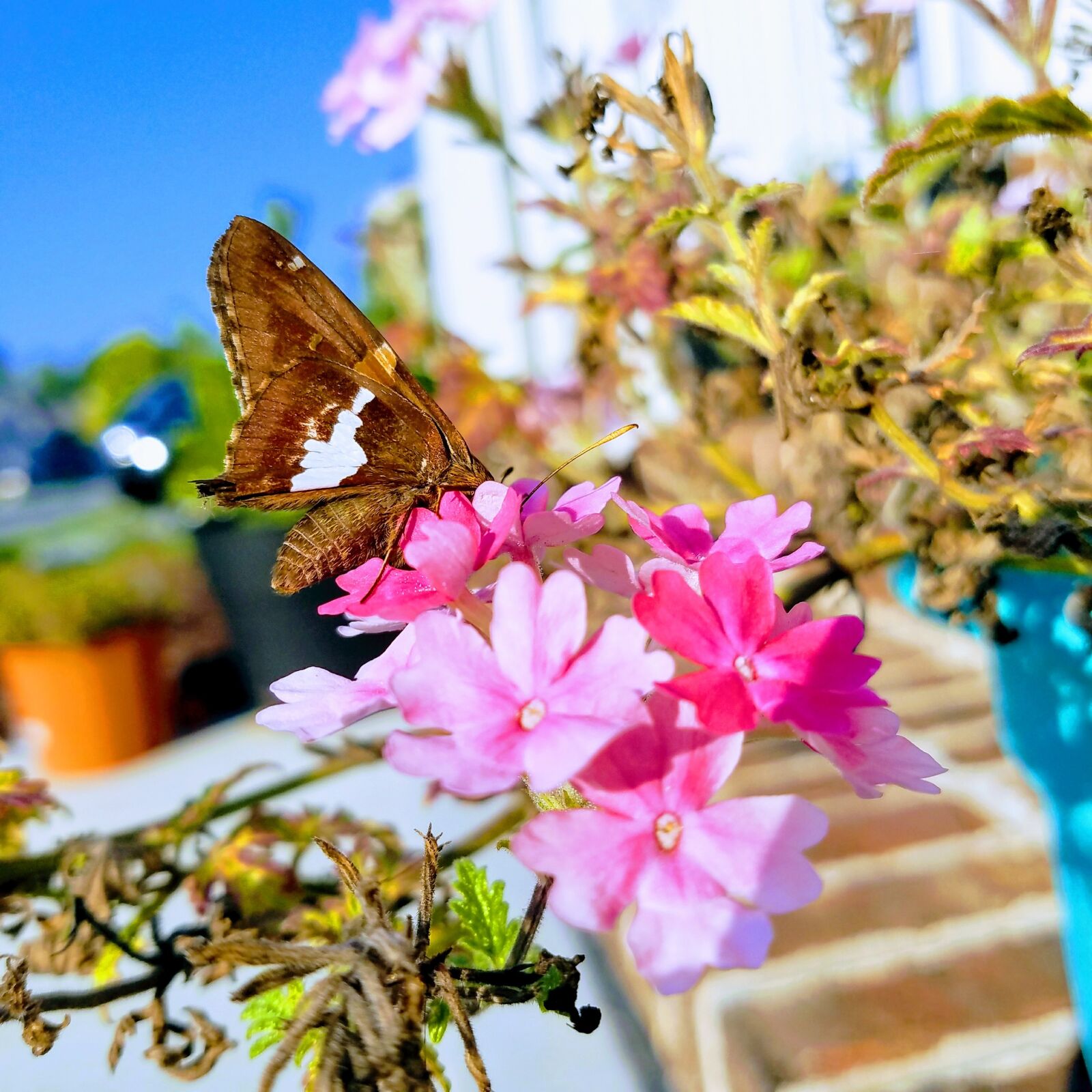 Samsung Galaxy S7 sample photo. Nature, butterfly, garden photography