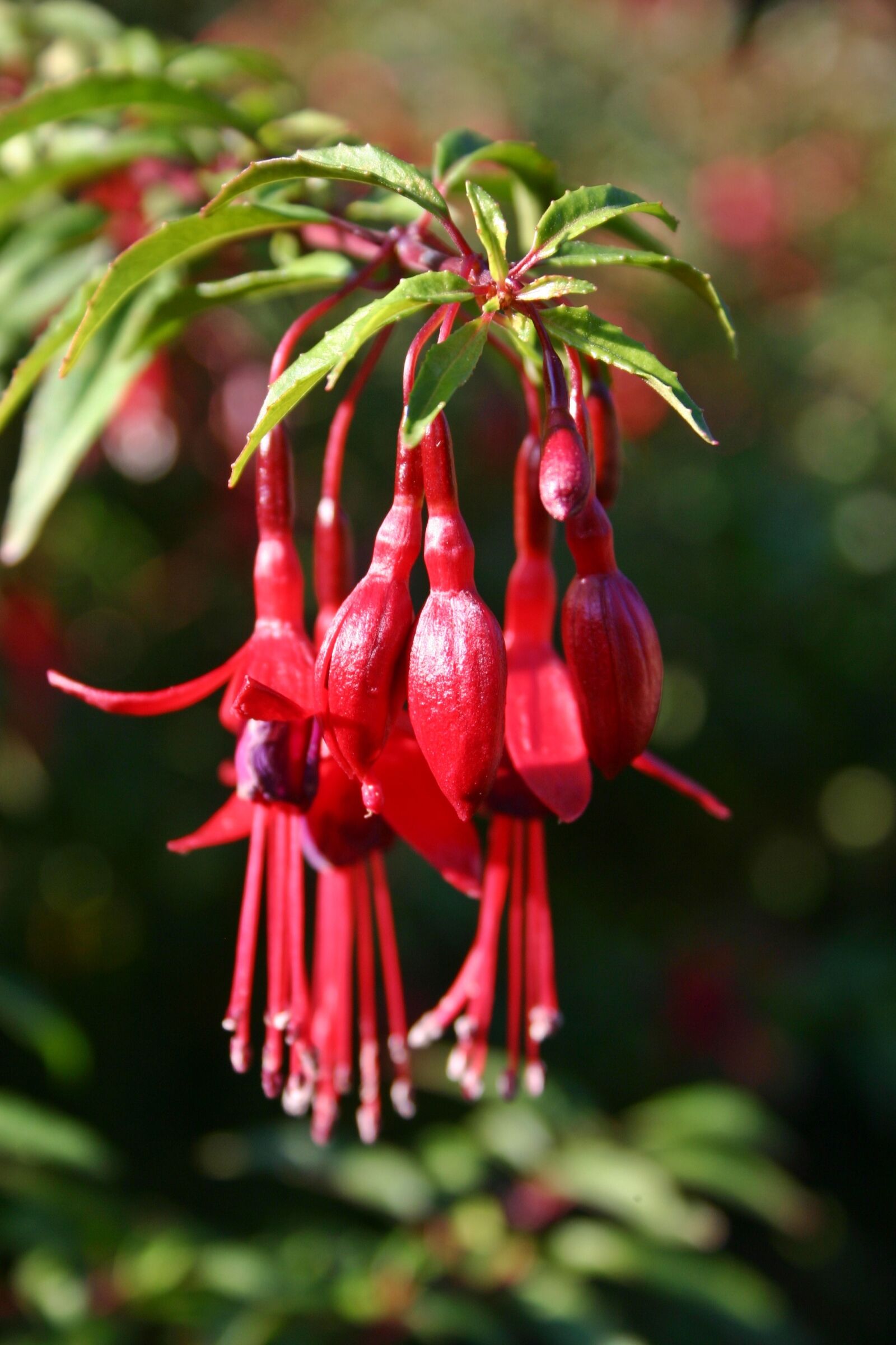 Canon EOS 300D (EOS Digital Rebel / EOS Kiss Digital) sample photo. Fuchsia, flower, blossom photography