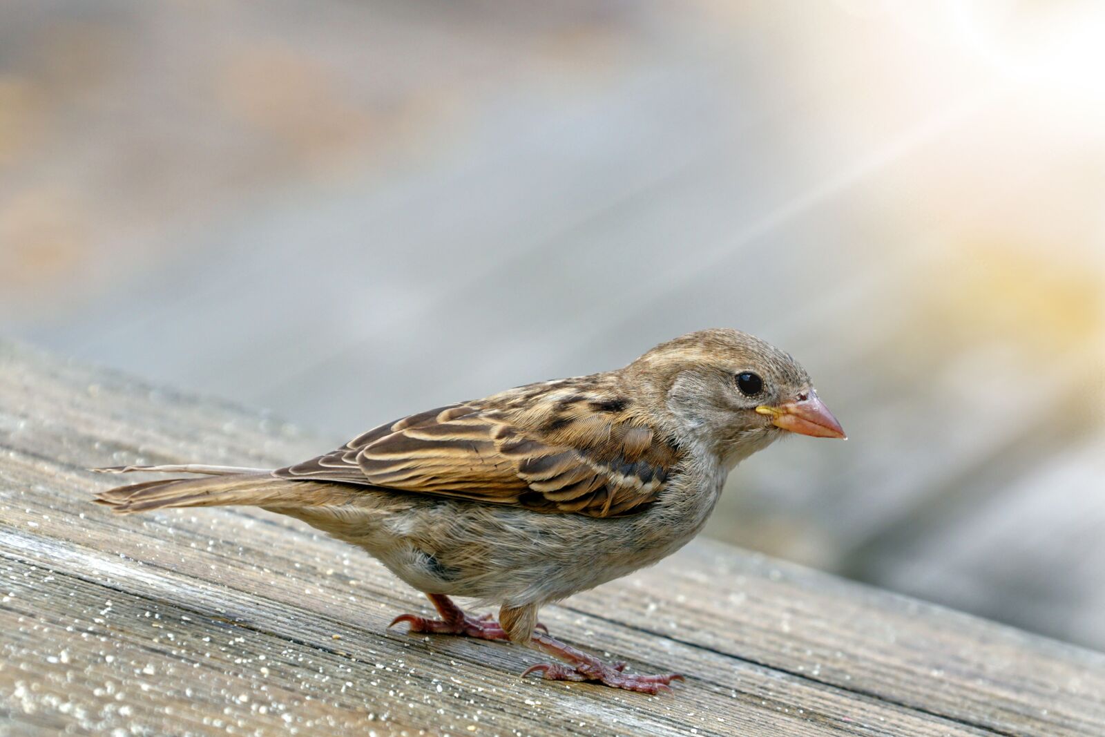 Sony DT 18-135mm F3.5-5.6 SAM sample photo. Sparrow, sperling, bird photography