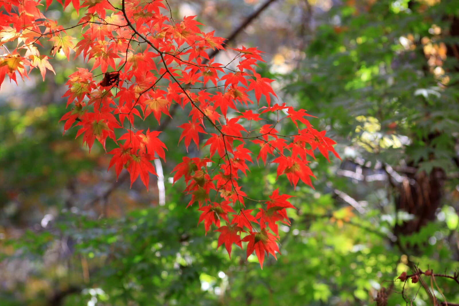 Canon EOS 50D sample photo. Autumn leaves, maple, autumn photography