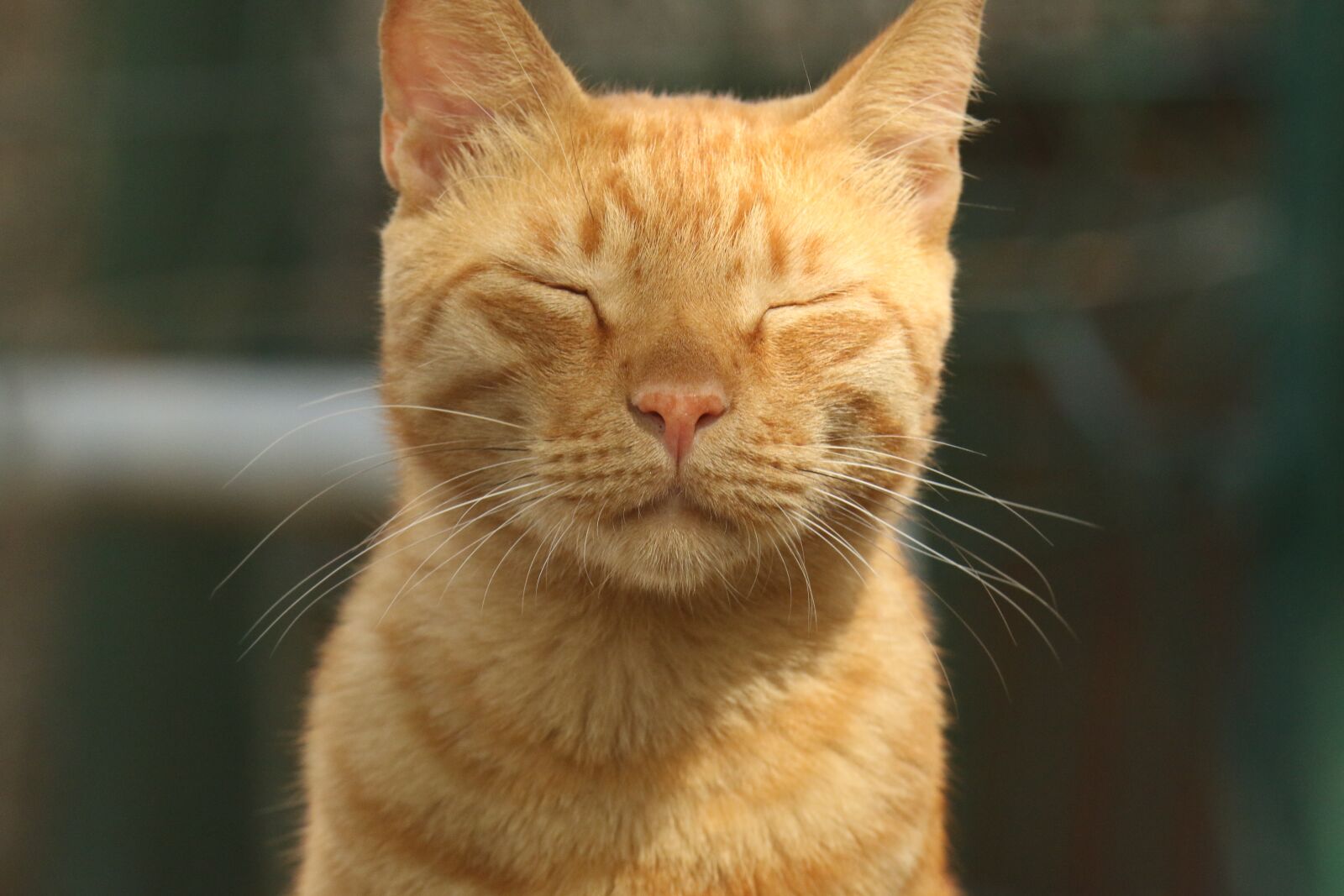 Canon EOS 7D Mark II sample photo. Cat, face, eyes photography