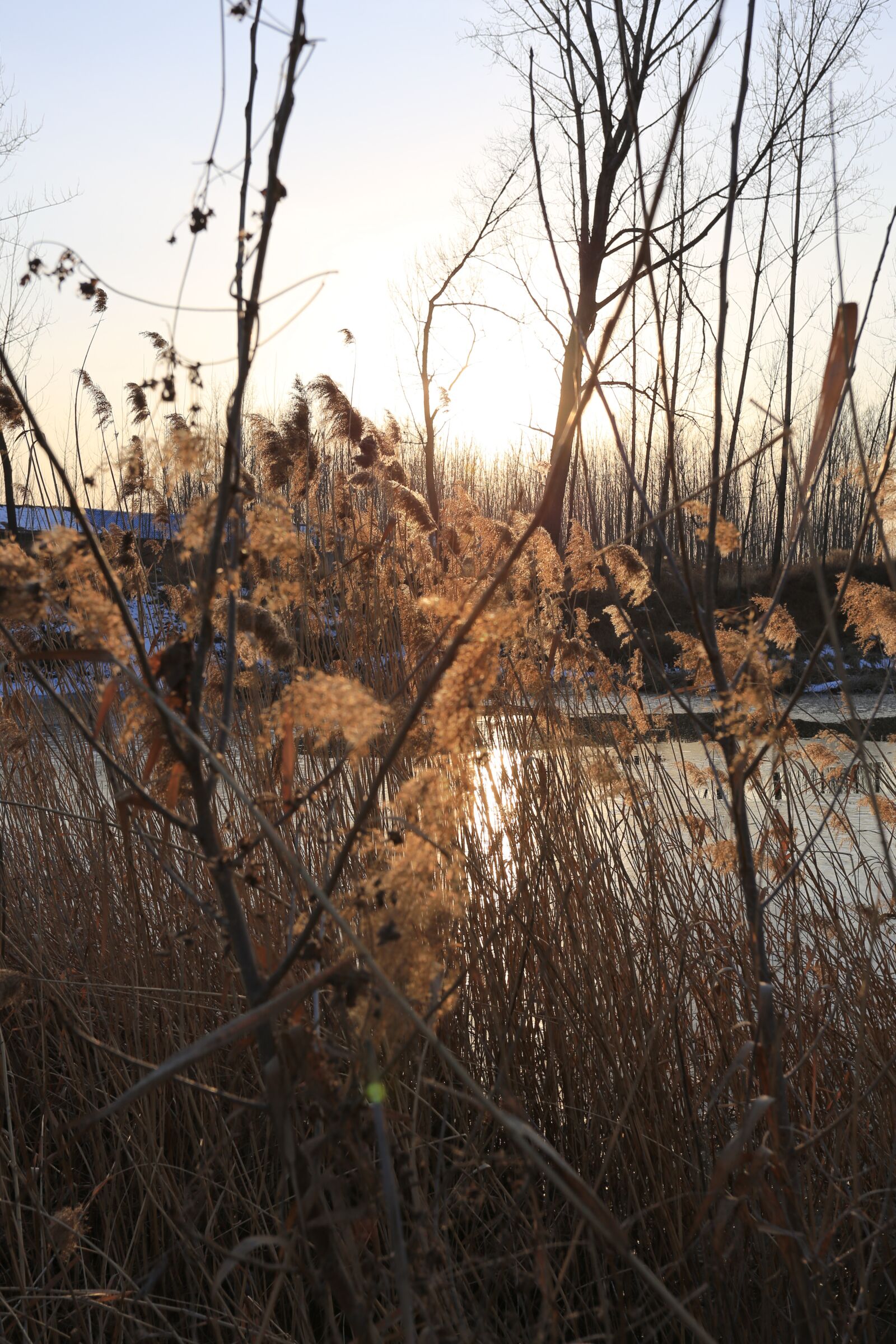 Canon EOS 6D + Canon EF 17-40mm F4L USM sample photo. Forest, weeds, snow photography