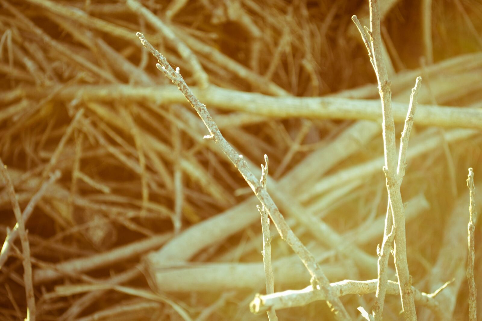 Nikon D3100 sample photo. Tree, branches, autumn photography