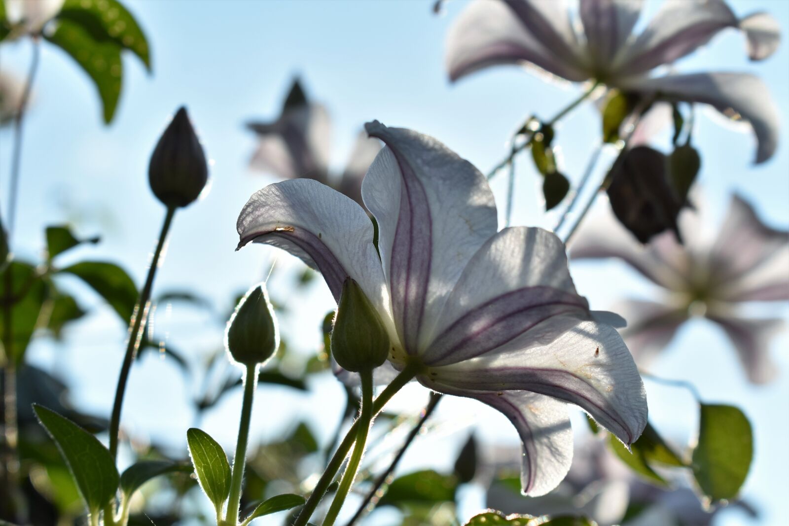 Nikon D5500 sample photo. Clematis, nature, plant photography