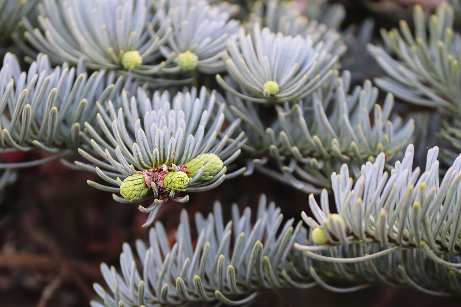 Canon EOS 200D (EOS Rebel SL2 / EOS Kiss X9) sample photo. Spruce, pine needles, shoots photography