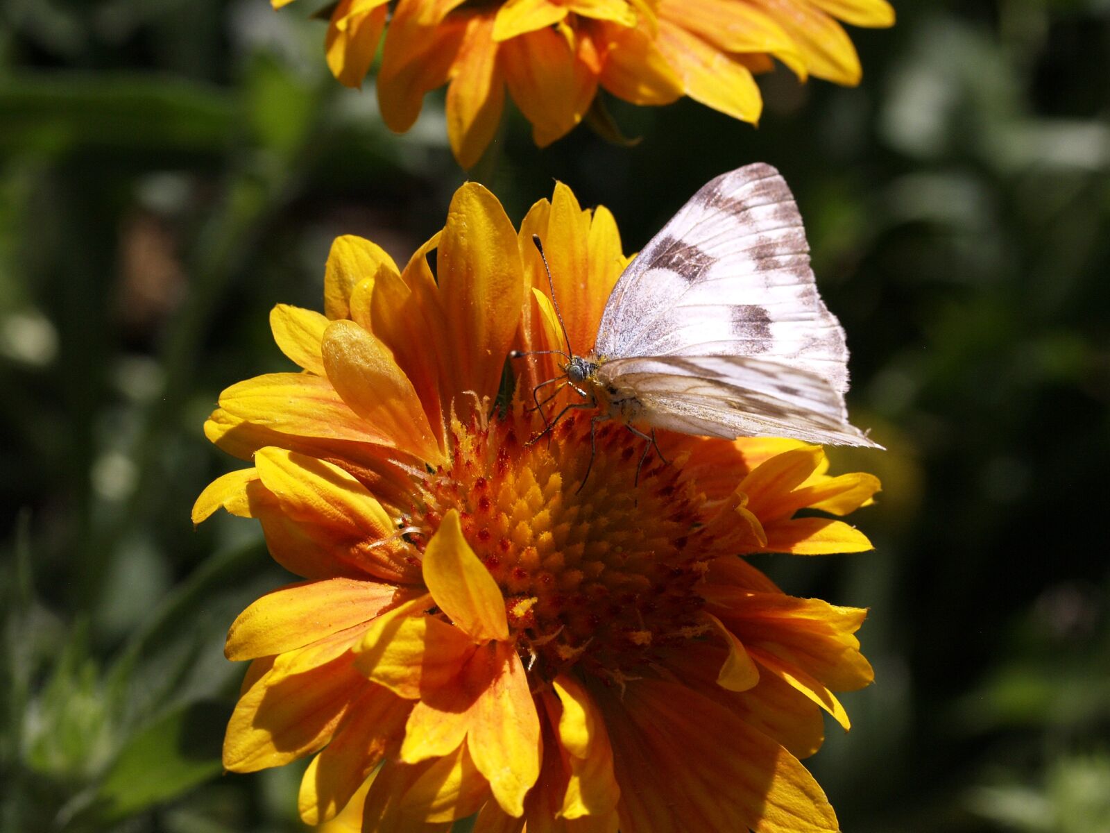 Olympus E-330 (EVOLT E-330) sample photo. Butterfly, yellow, flower photography