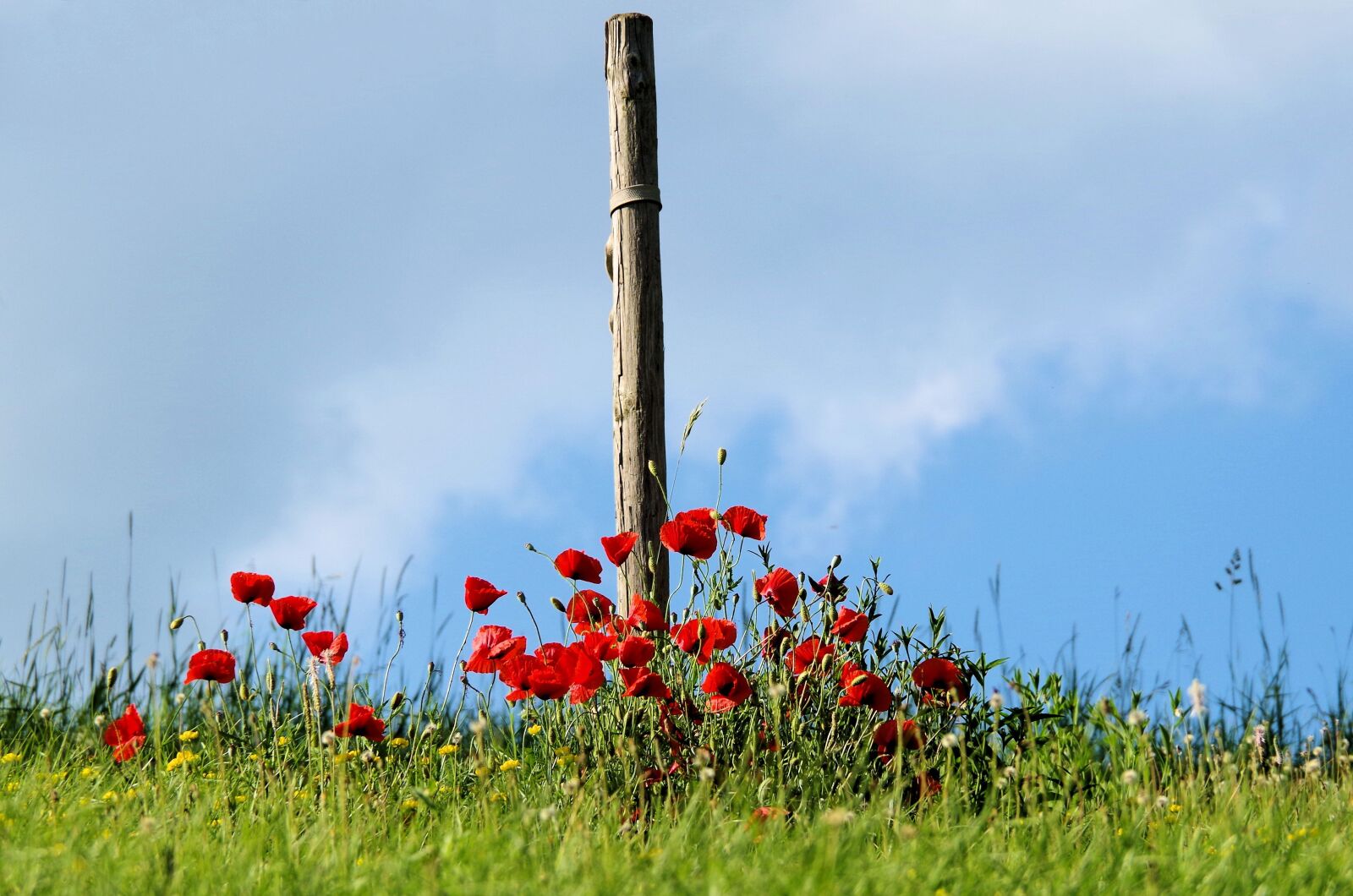 Pentax K-50 sample photo. Meadow, poppy, summer photography