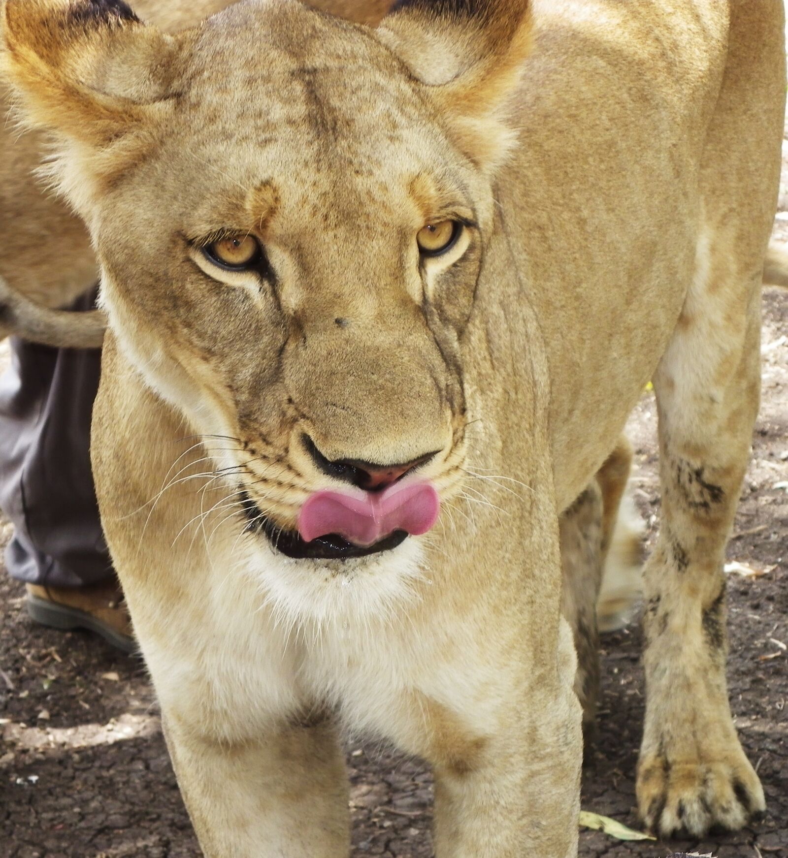 Pentax X90 sample photo. Lion, animal, wildlife photography