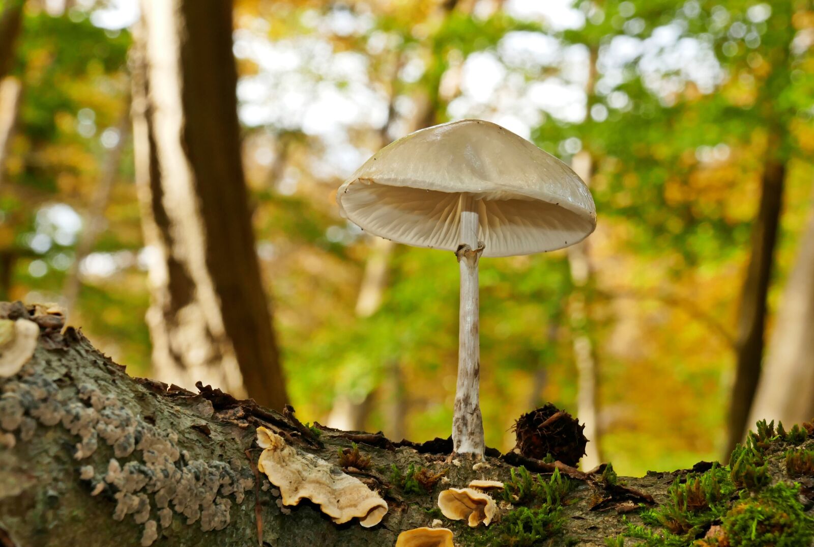 Panasonic Lumix DMC-FZ1000 sample photo. Log, mushroom, forest photography