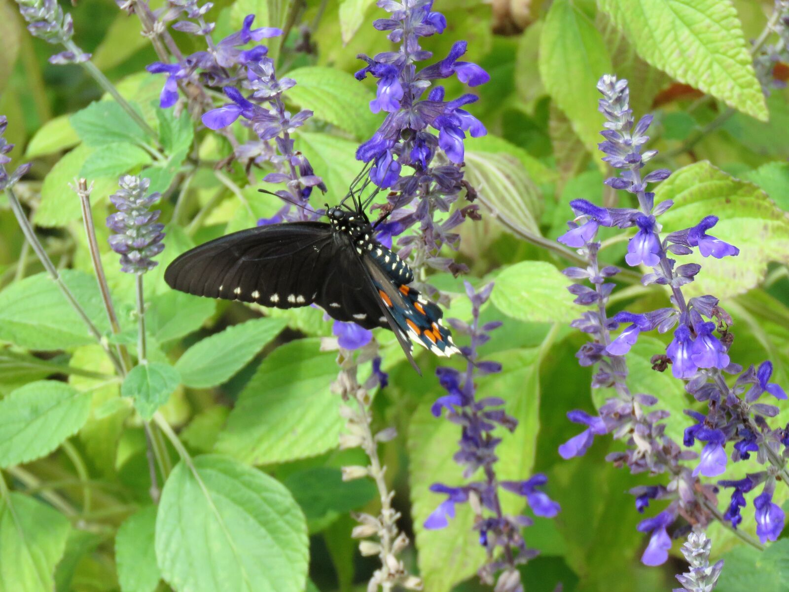 Canon PowerShot SX60 HS sample photo. Insect, butterfly, black with photography