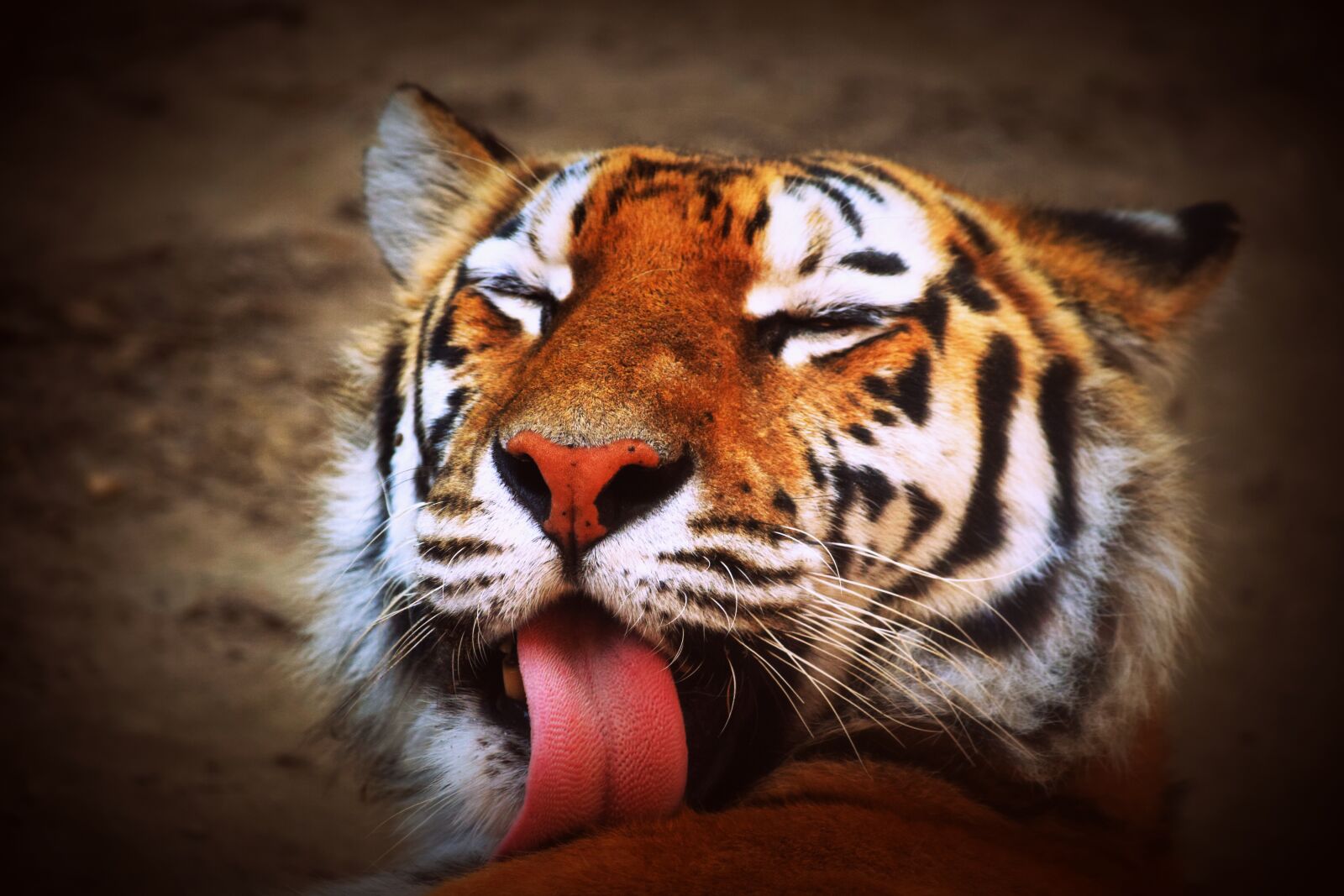 Nikon D3300 sample photo. Tiger, language, feline photography