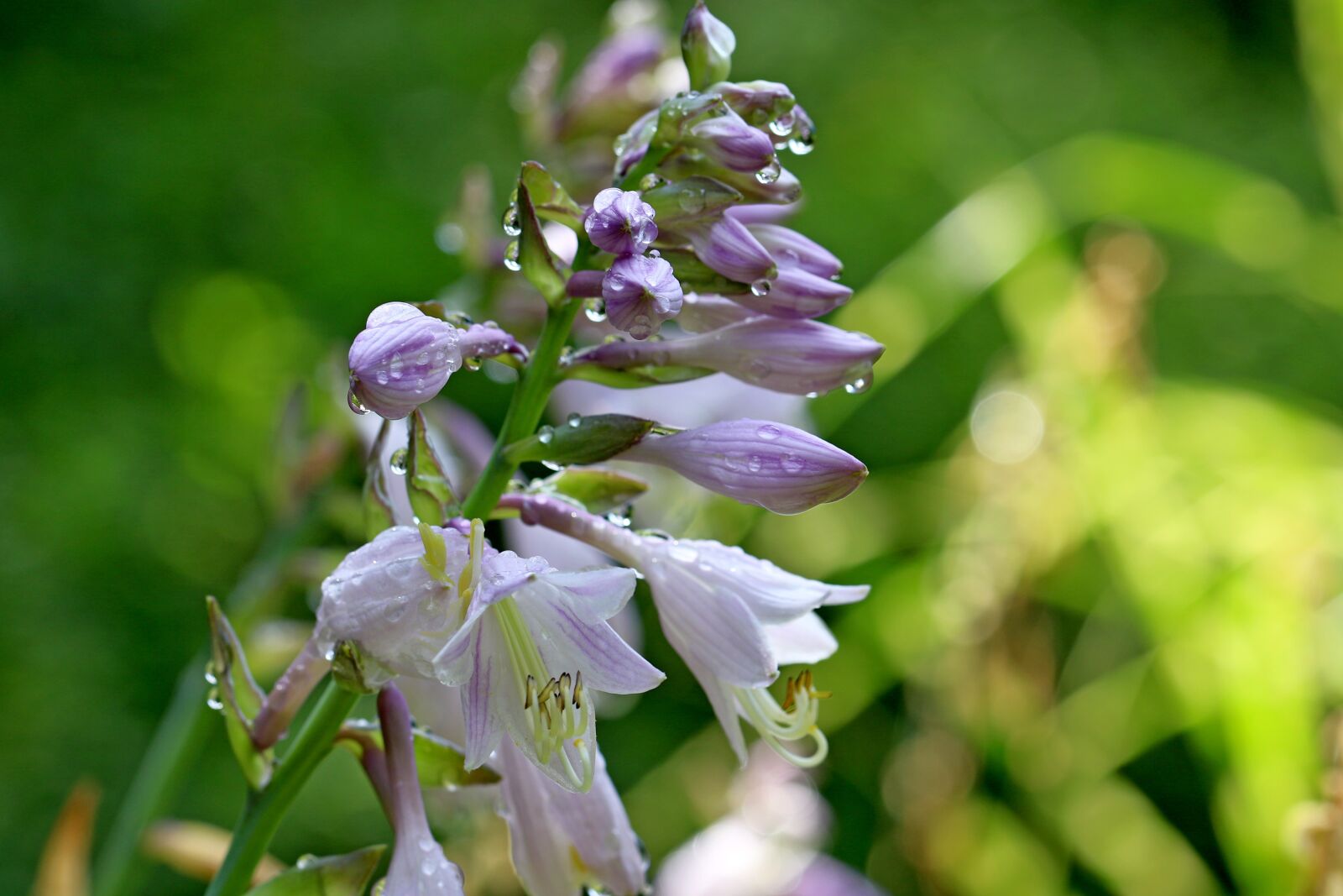 Canon EOS 7D Mark II sample photo. Vivian chu, plants, nature photography
