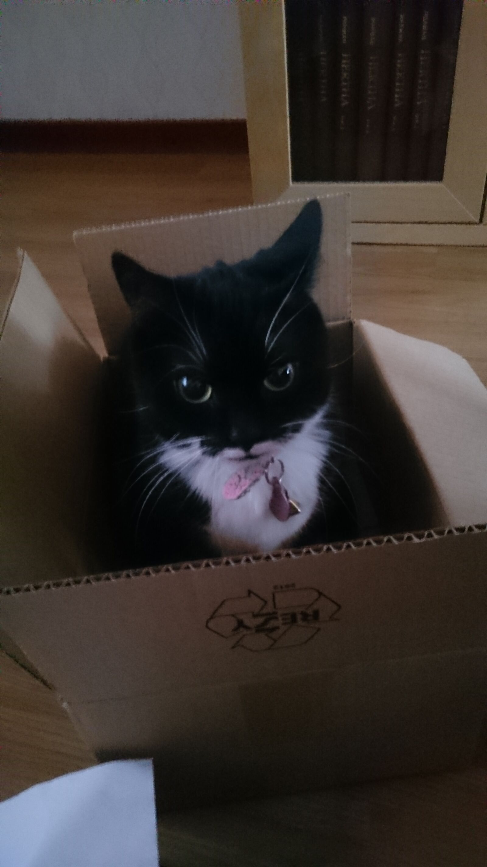 Sony Xperia Z3 sample photo. Box, cat photography