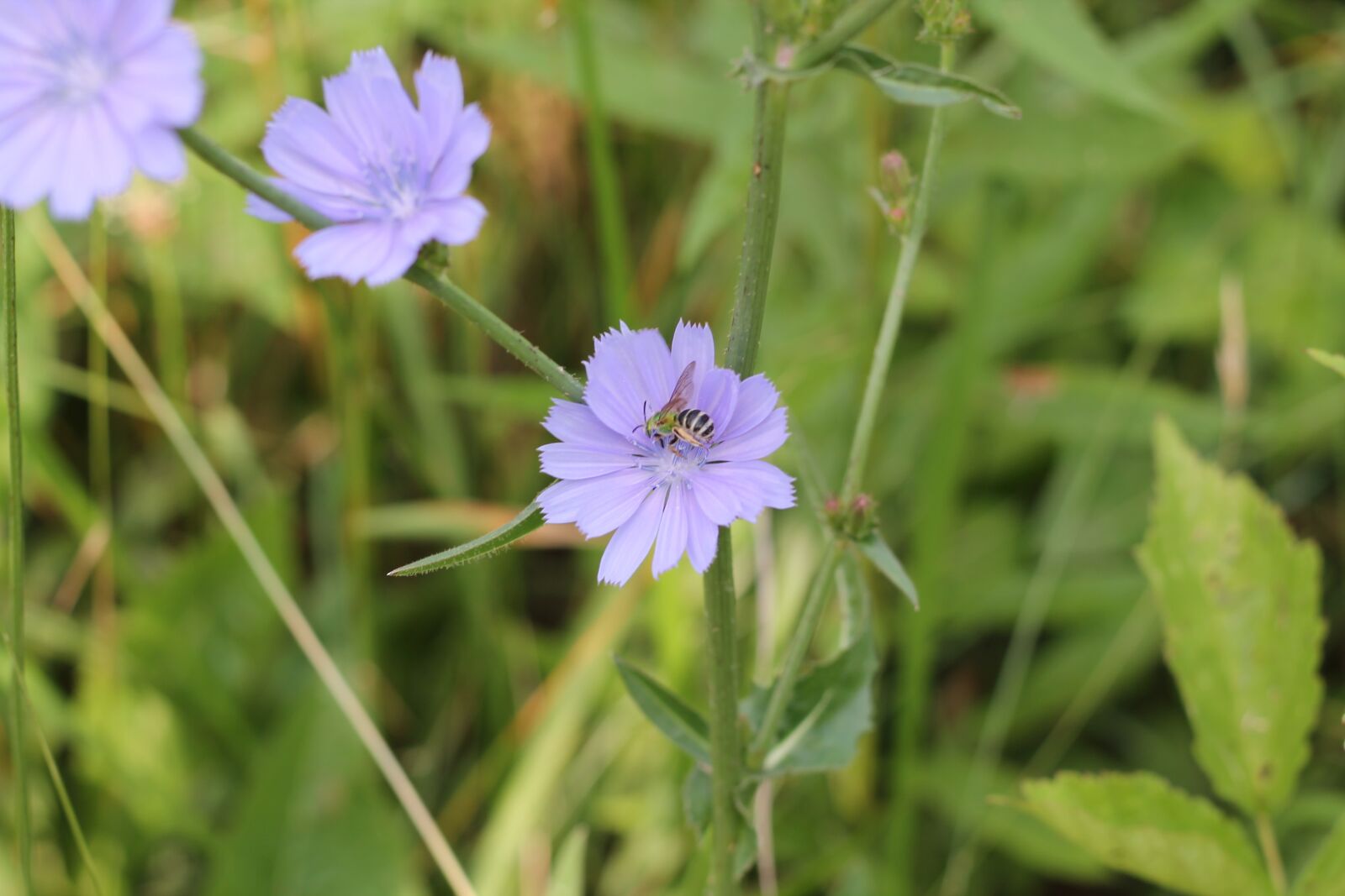 Canon EOS 1100D (EOS Rebel T3 / EOS Kiss X50) + Canon EF 50mm F1.8 STM sample photo. Chicory, bee, pollinate photography