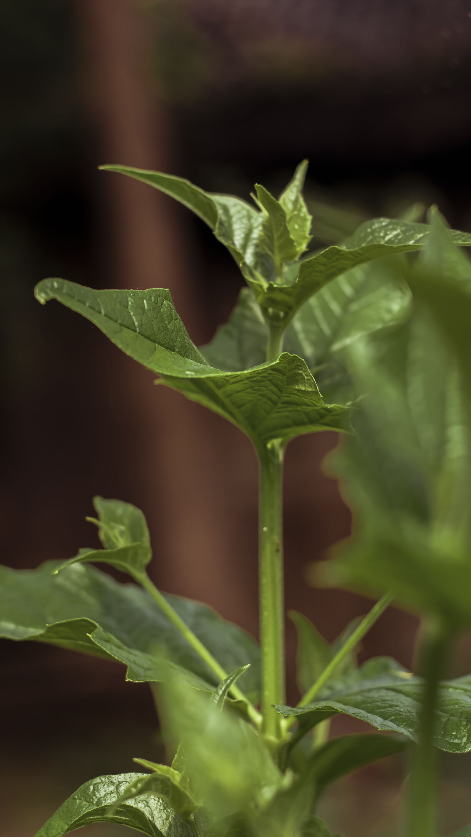Canon EOS 80D sample photo. Leaf, green, leaves photography