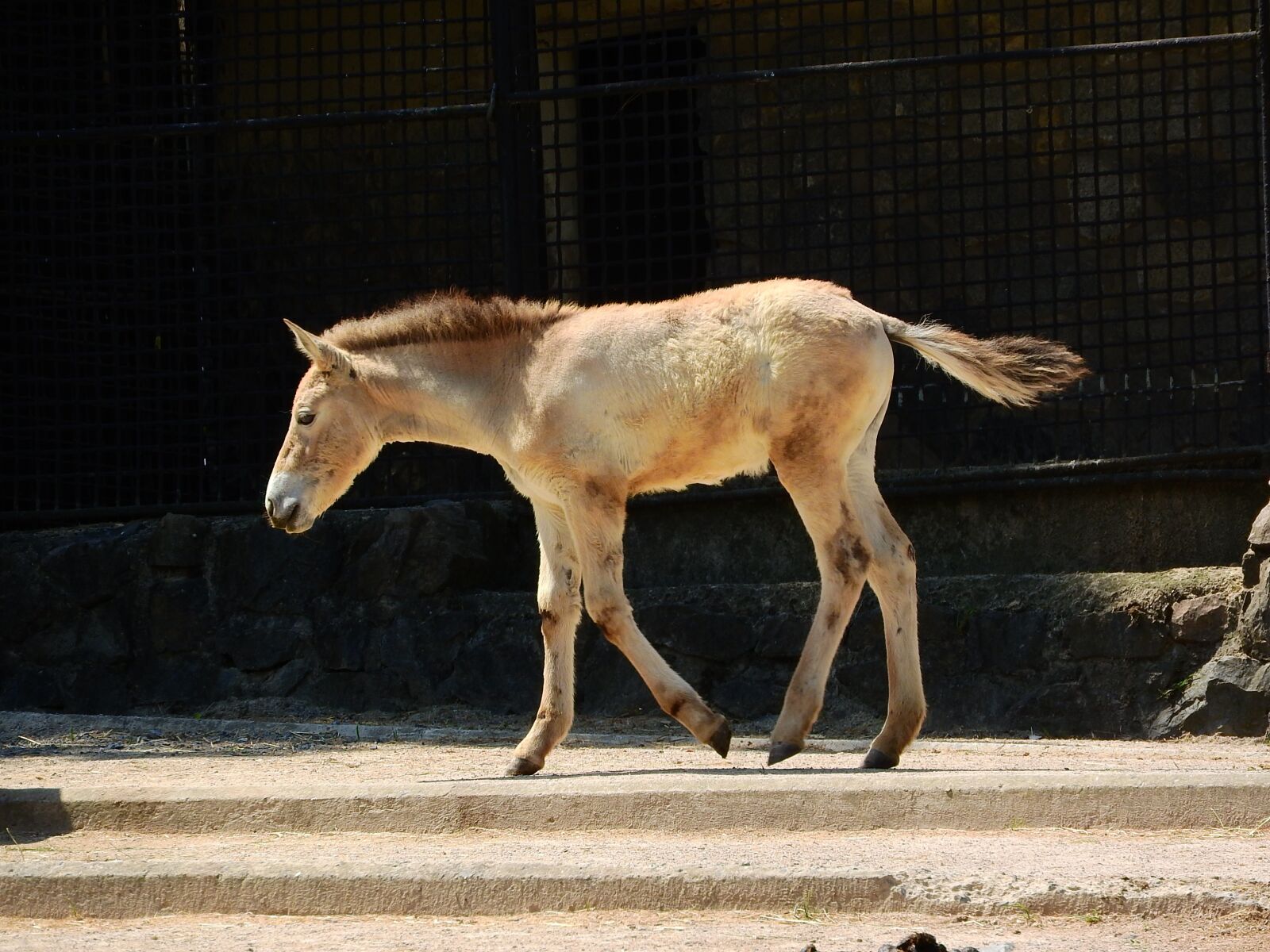 Nikon Coolpix P610 sample photo. Przewalski's horse, equus przewalskii photography