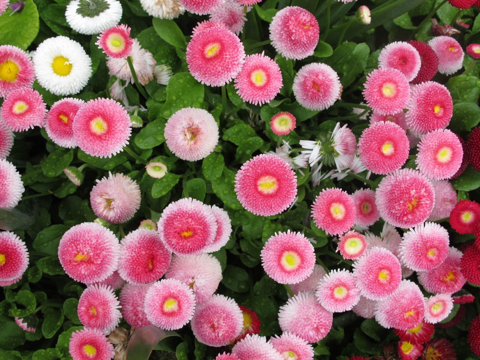 Canon PowerShot G11 sample photo. Flowers, pink, pink flowers photography