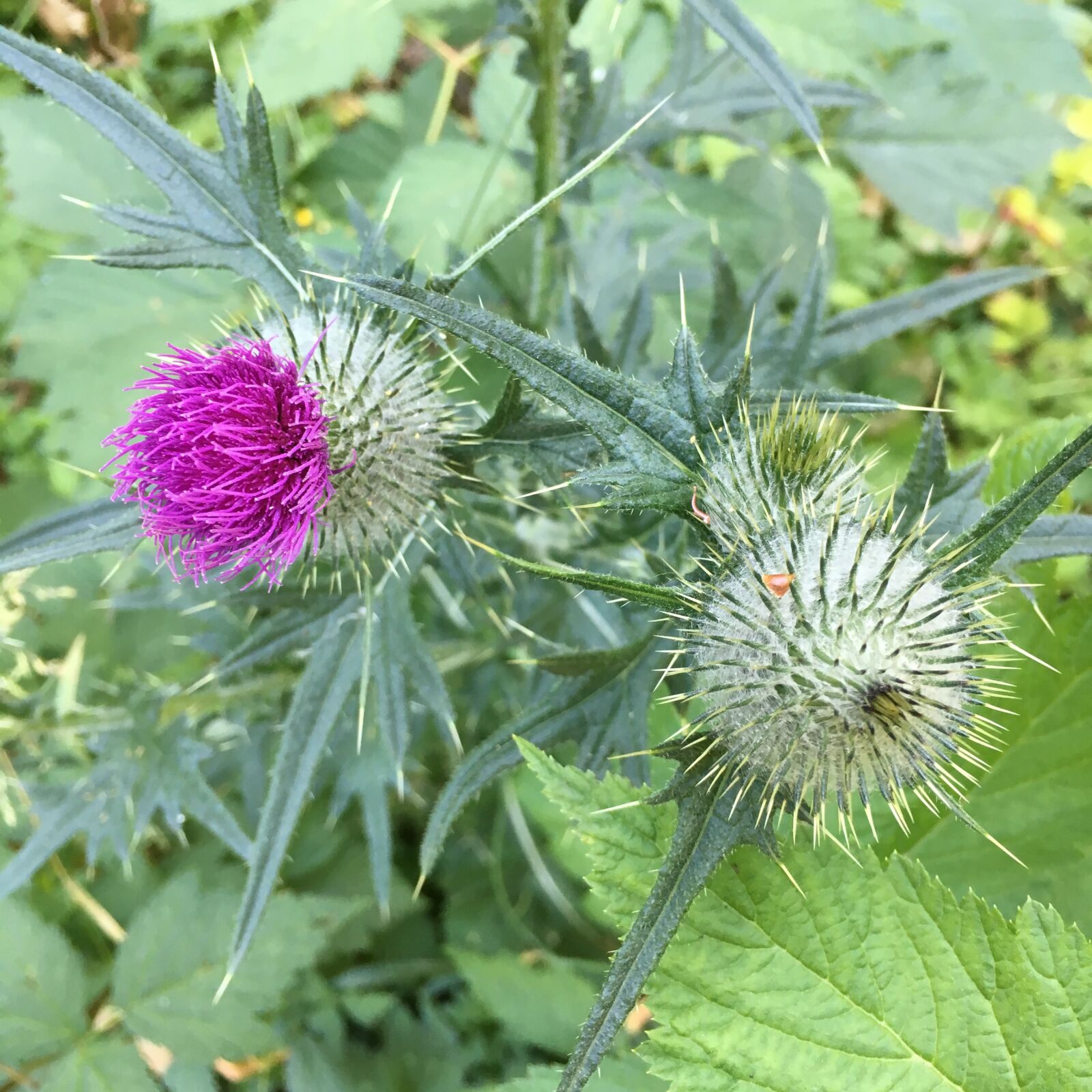 Apple iPhone 6s sample photo. Thistle, garden, prickly photography
