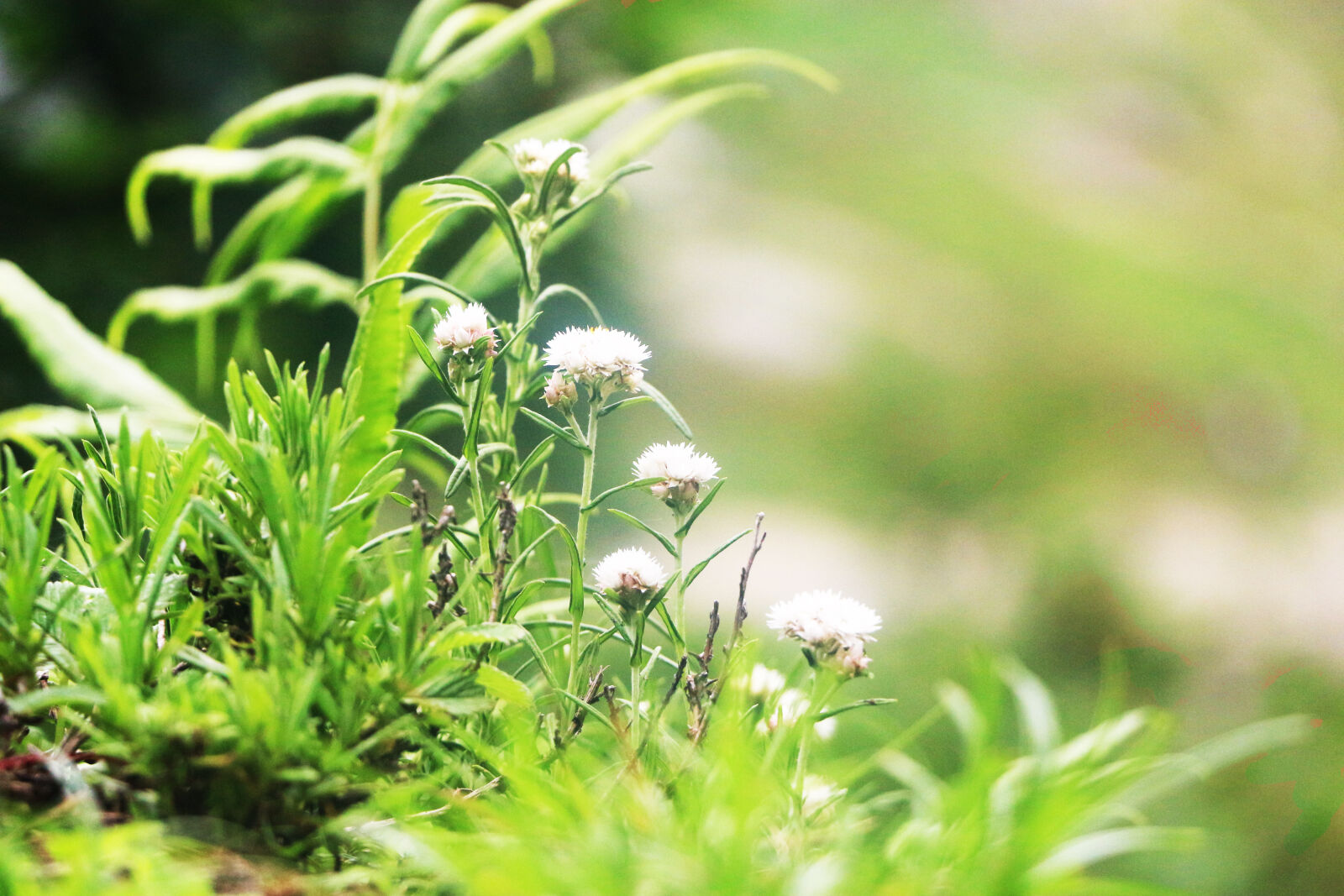 Canon EOS 700D (EOS Rebel T5i / EOS Kiss X7i) sample photo. Beautiful, flowers, nature, photography photography