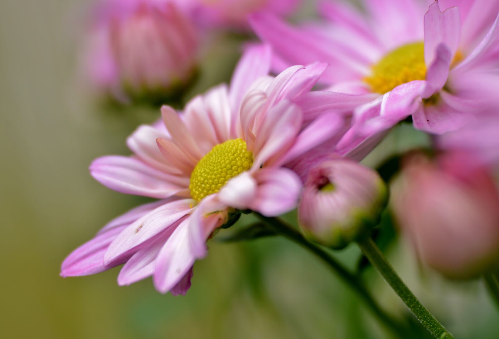 Nikon D600 sample photo. Chrysanthemums, flowers, pink photography