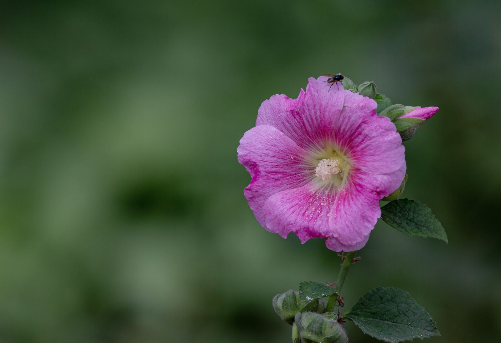 Canon EOS 5D Mark III + Canon EF 300mm f/4L sample photo. Chronic, family, pink photography