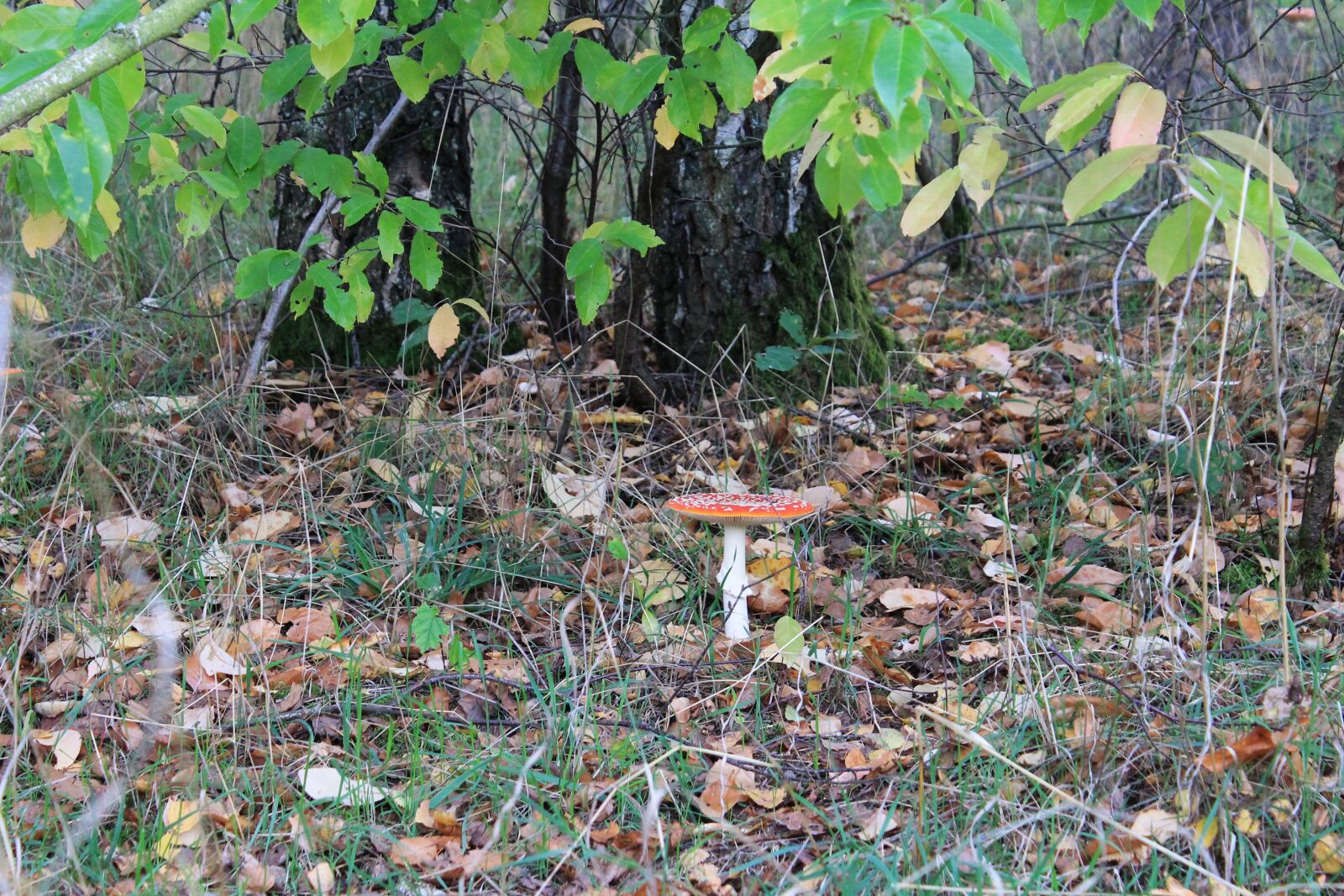 Canon EOS 1100D (EOS Rebel T3 / EOS Kiss X50) sample photo. Fly agaric, toxic, nature photography
